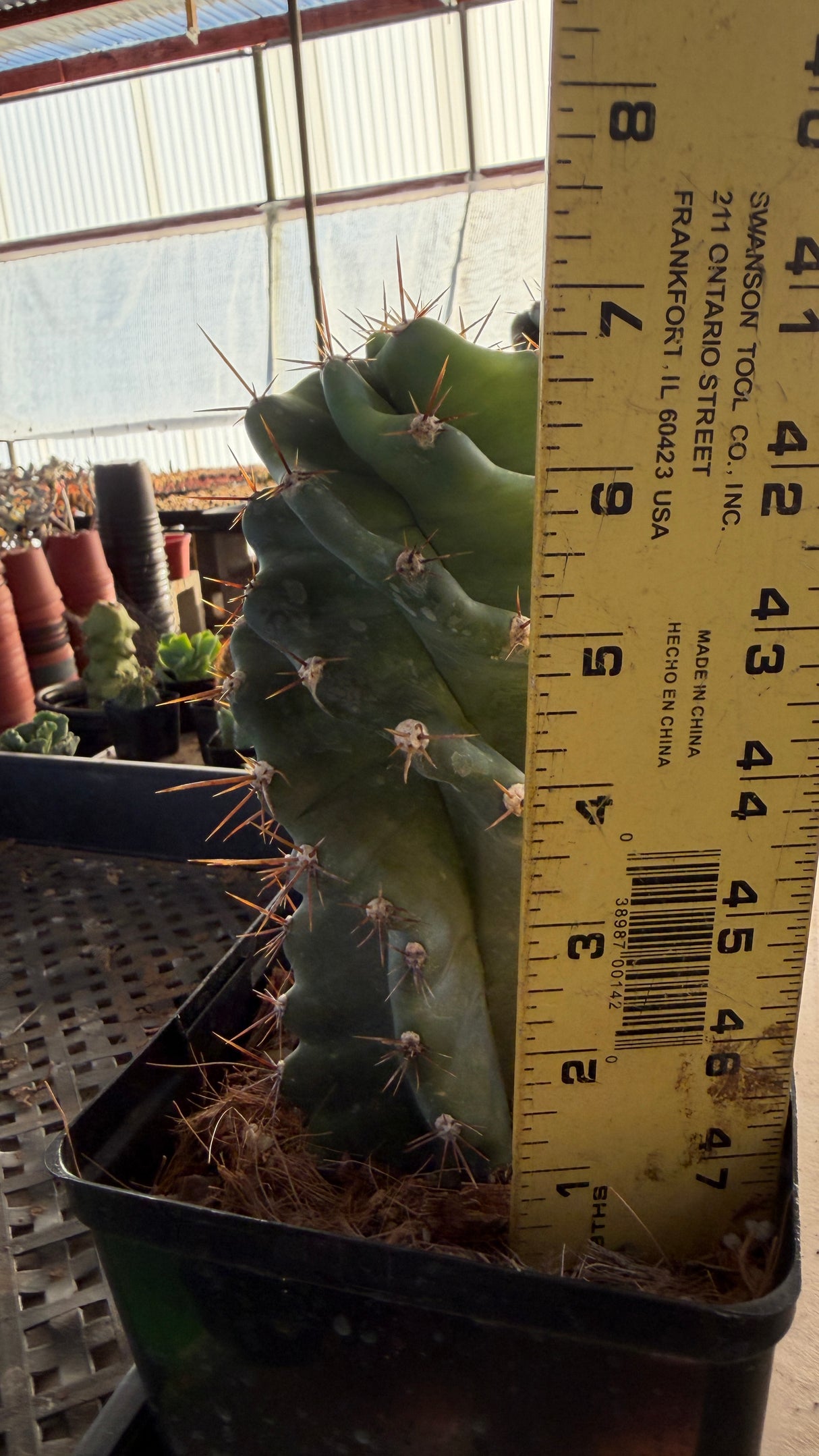 Spiral Cactus - Cereus Peruvianus Spiralis (One of a Kind #2)