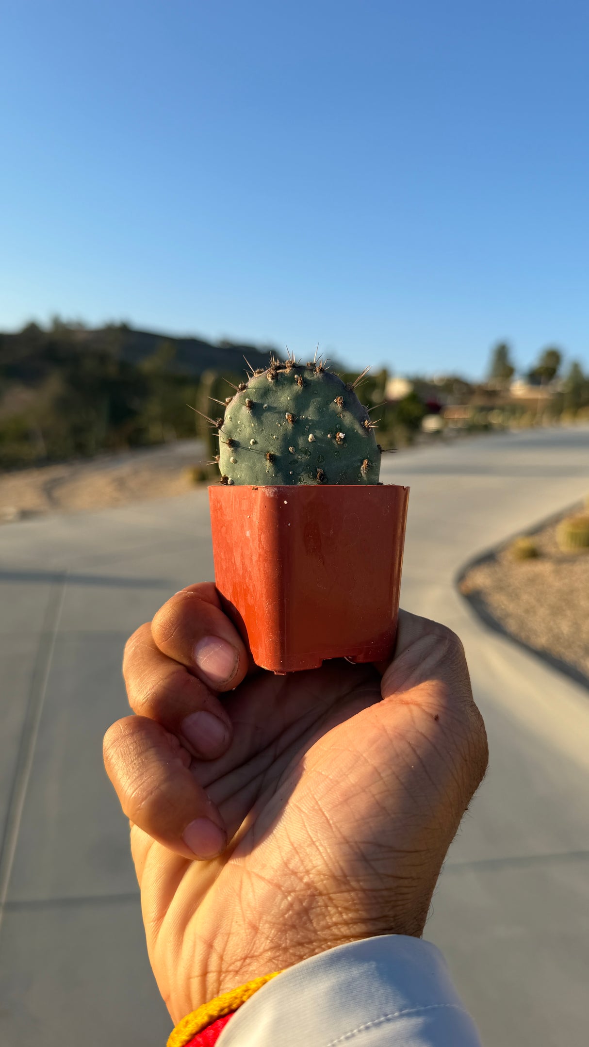 Santa Rita Prickly Pear - Opuntia Santa-Rita
