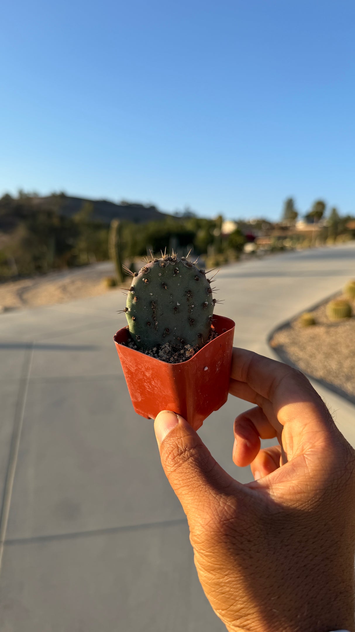 Santa Rita Prickly Pear - Opuntia Santa-Rita