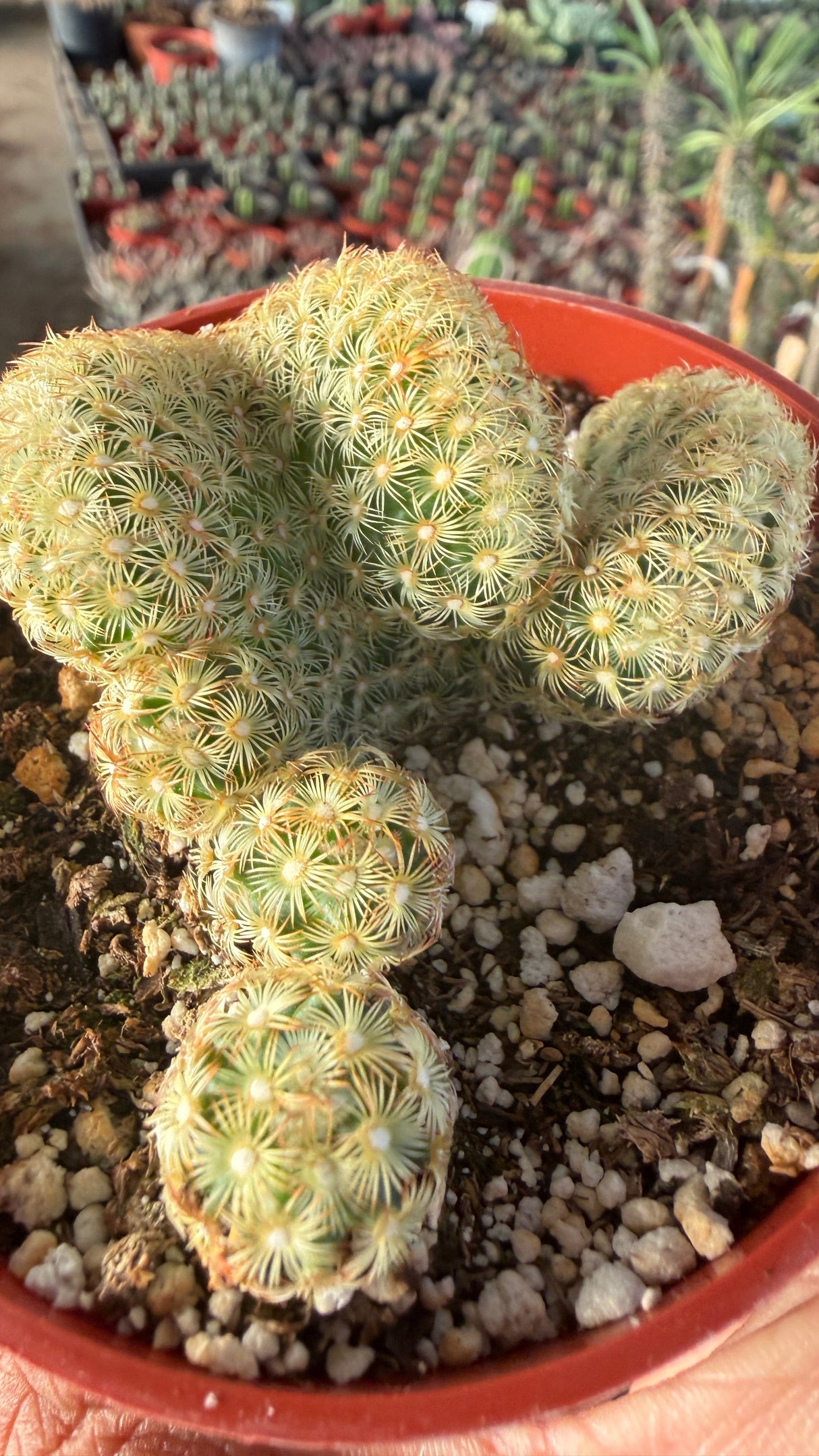 Crested Mammillaria elongata Brain Cactus with dense golden spines in a 4 inch pot