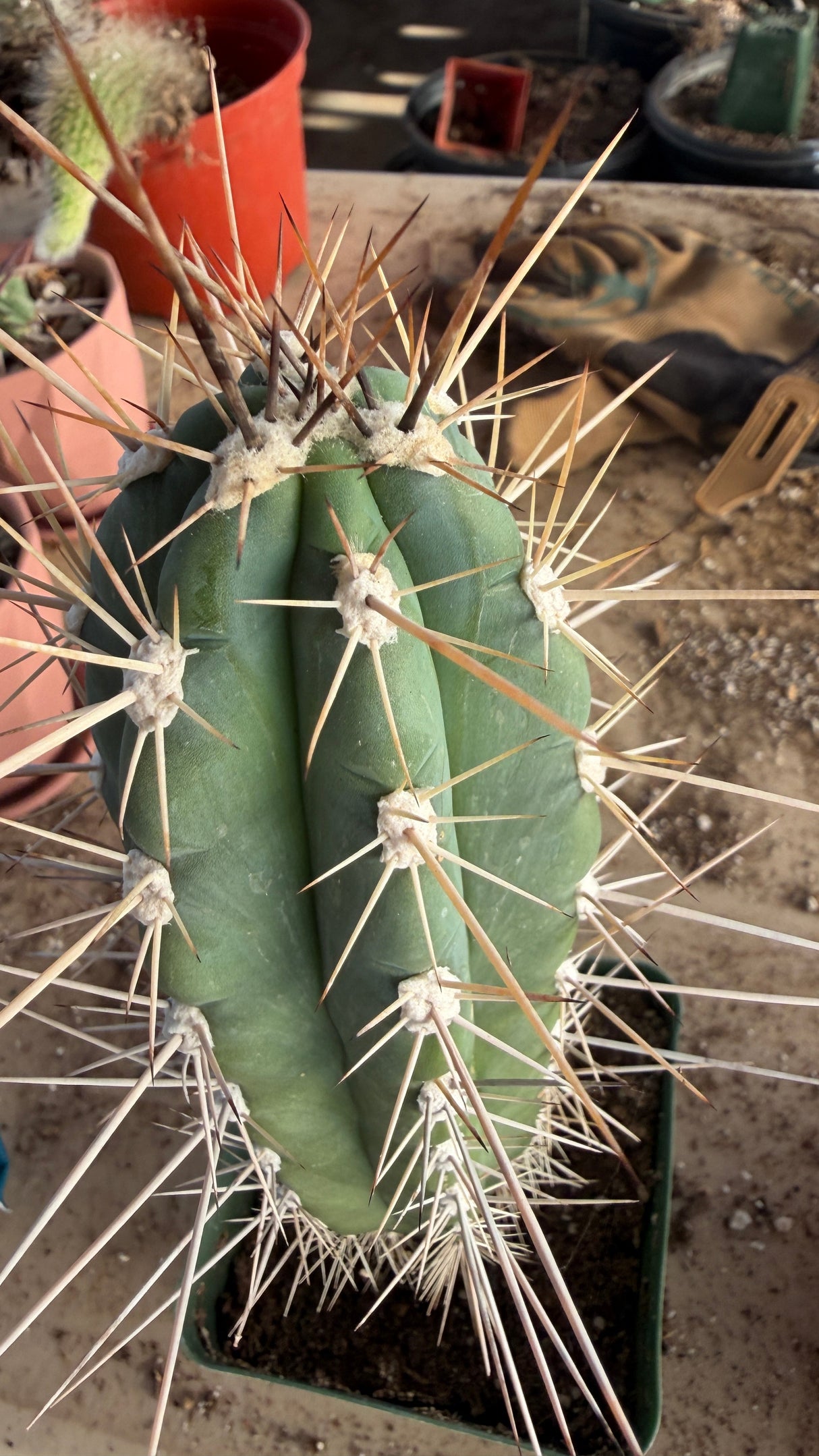 Toothpick Cactus showing the long needle-straight spines that give it its name