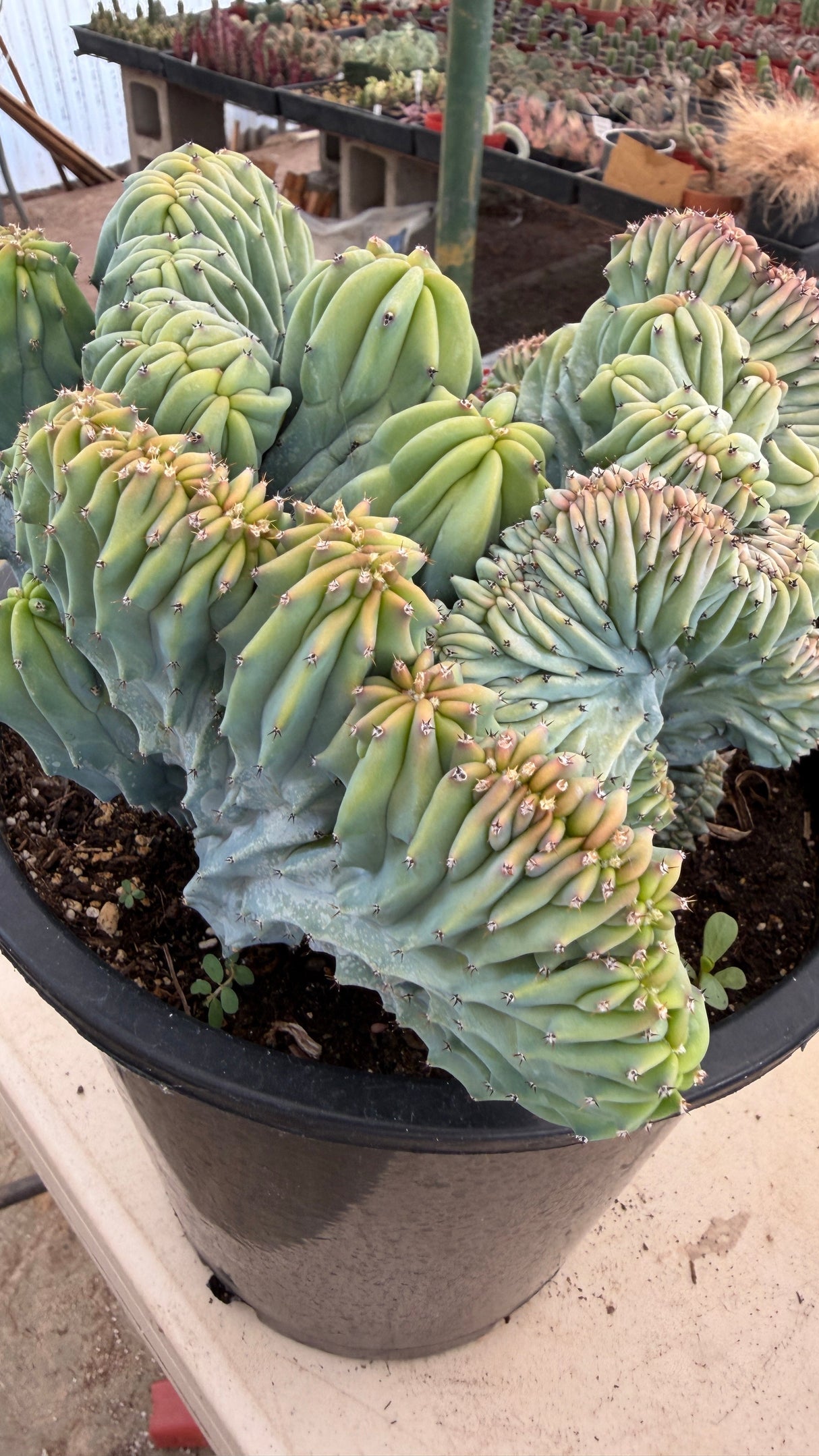 Close view of Myrtillocactus geometrizans crest lobes showing blue farina and coral tips