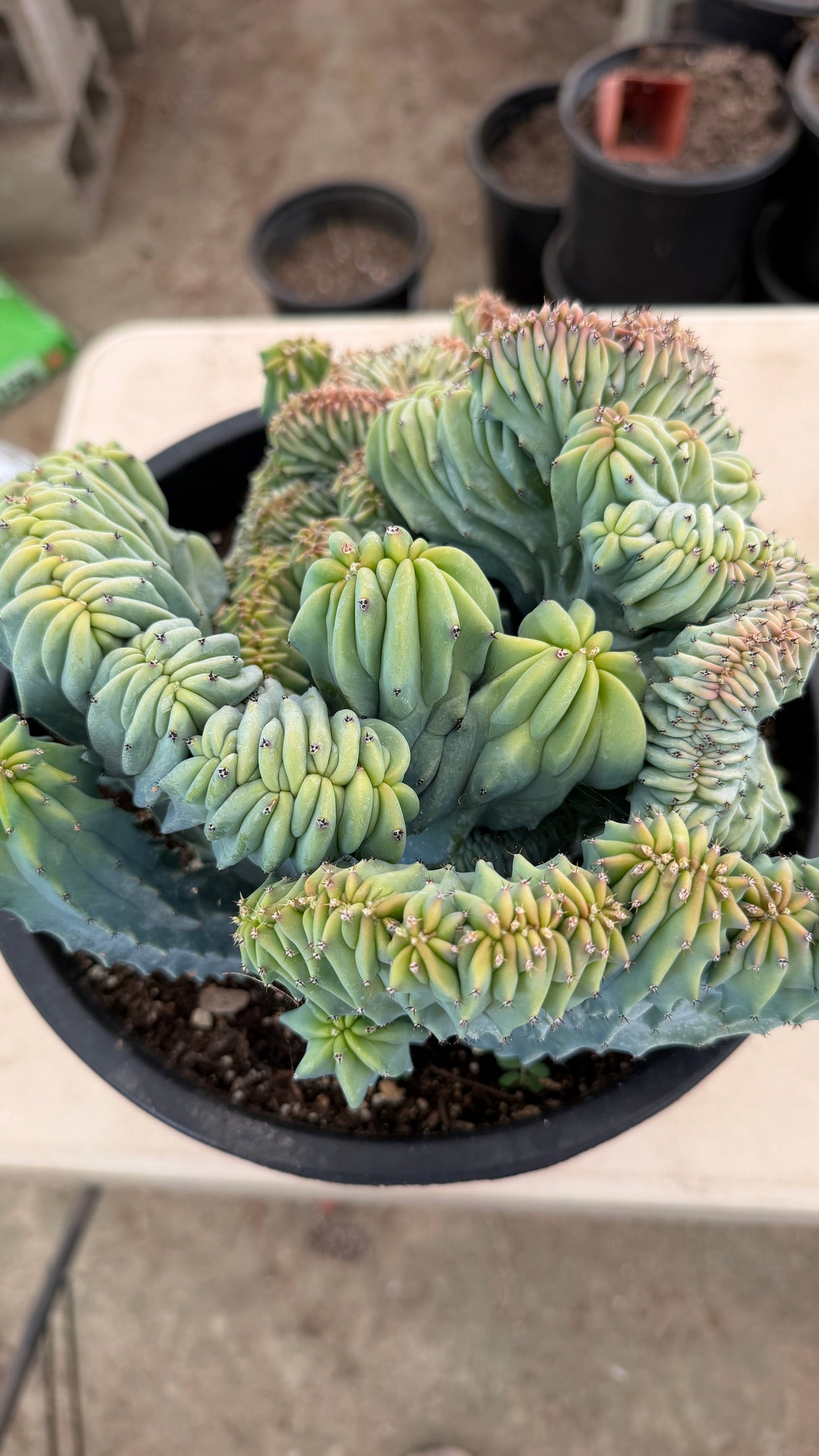 Top view of a Crested Blue Candle Cactus crest filling its nursery pot