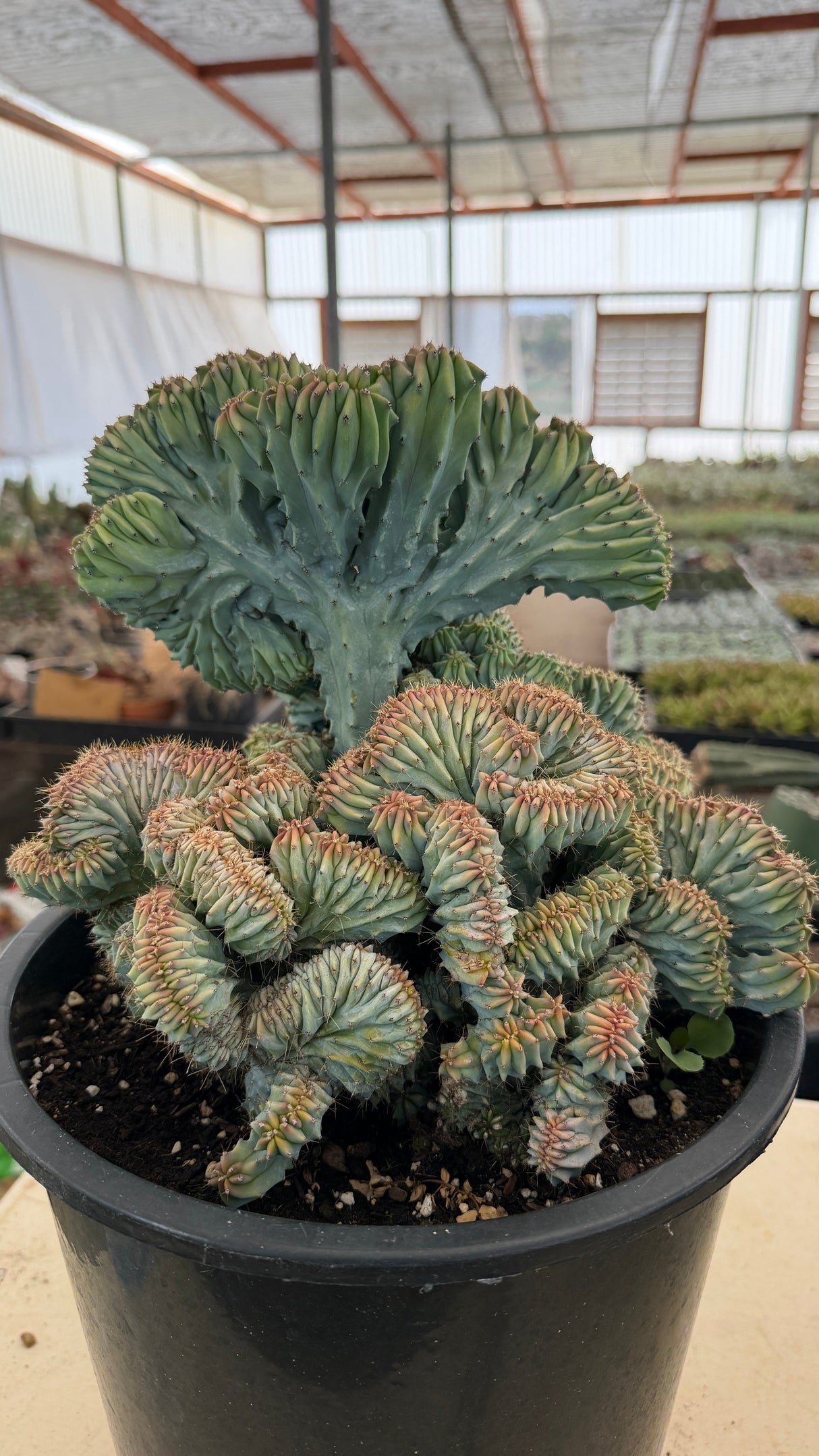 Crested Blue Candle Cactus specimen with a lifted blue fan rising above a dense crest mass