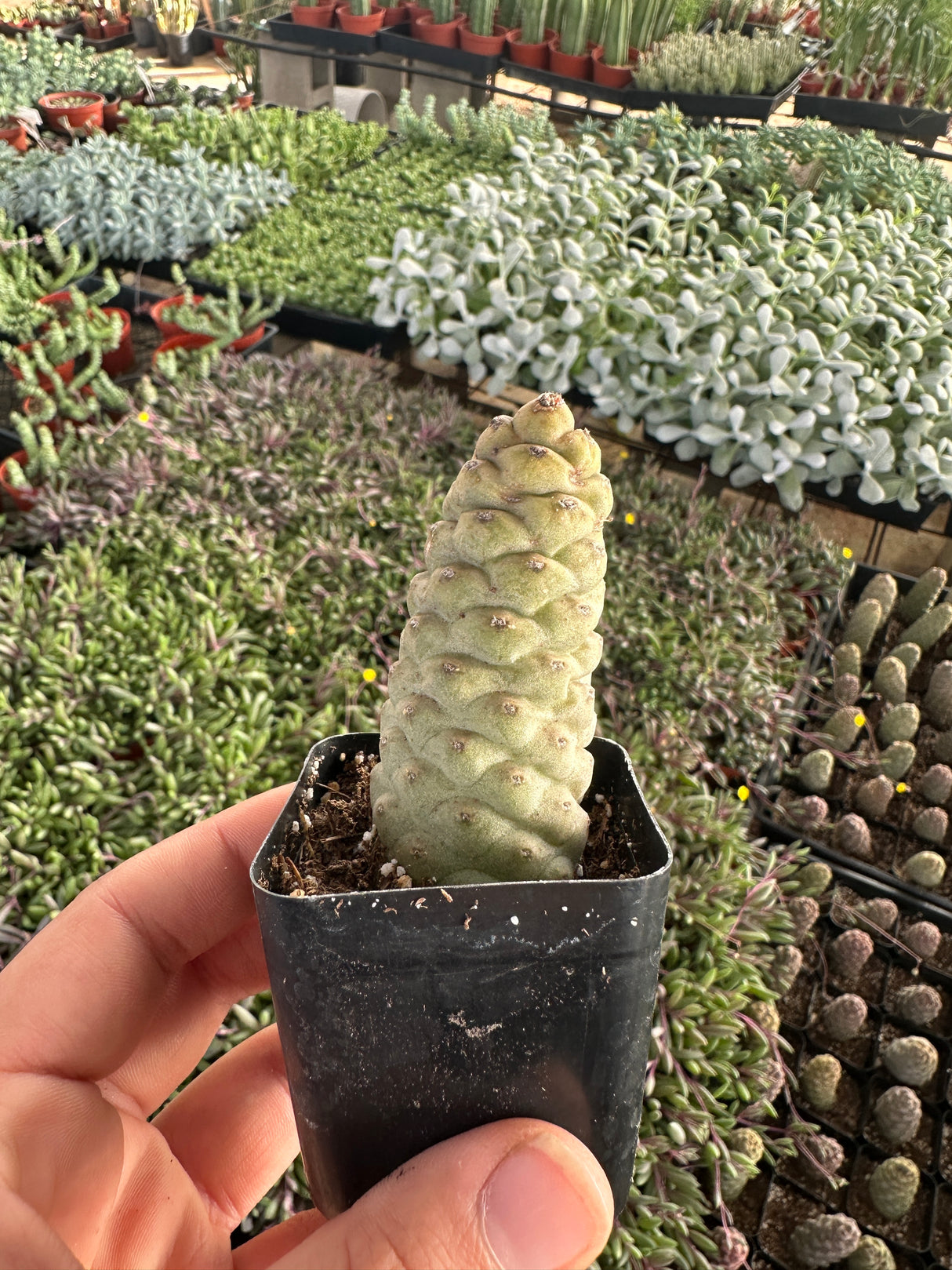 Tephrocactus articulatus - Pinecone Cactus