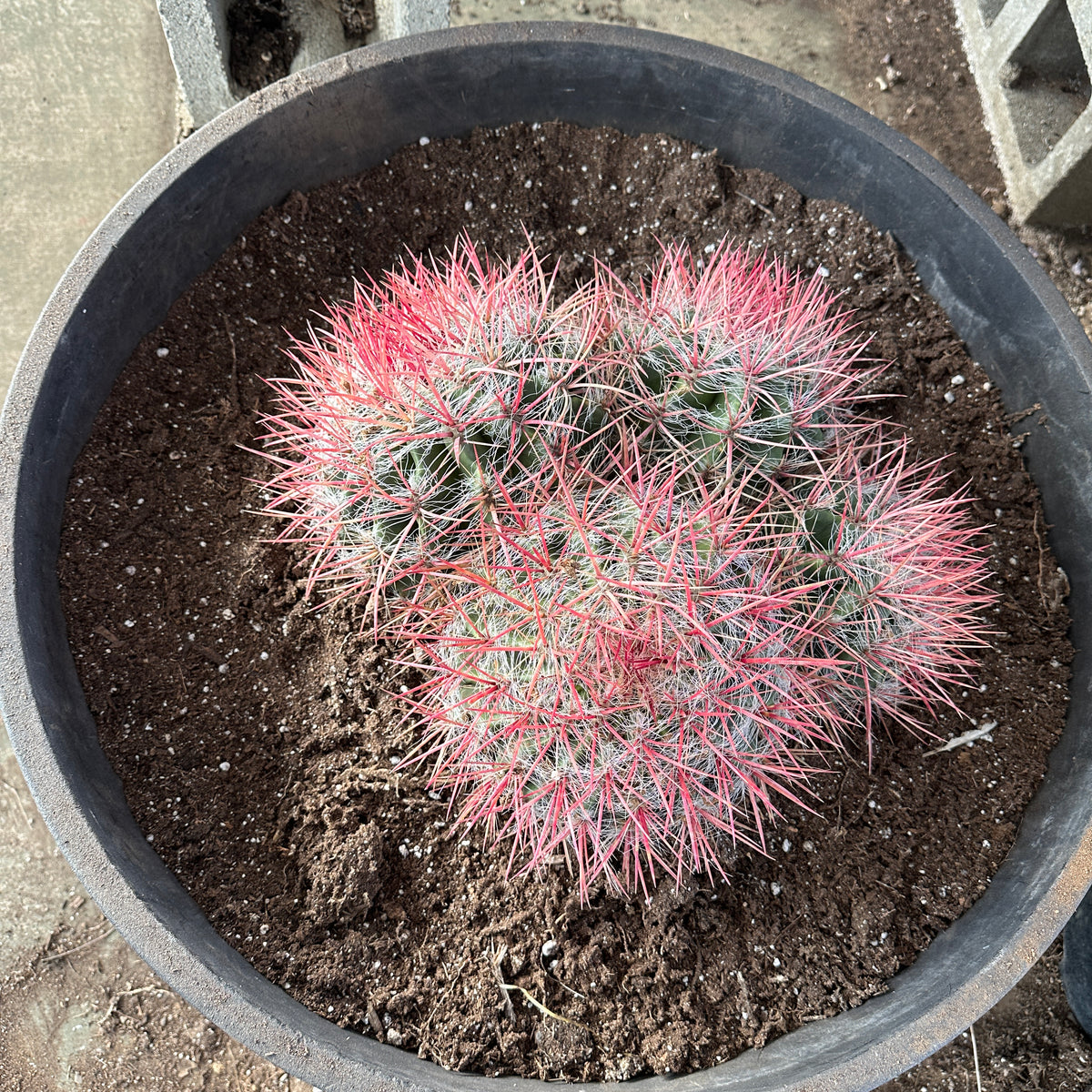 Red Barrel Cactus- Ferocactus sp. Cluster  CactusWarehouse
