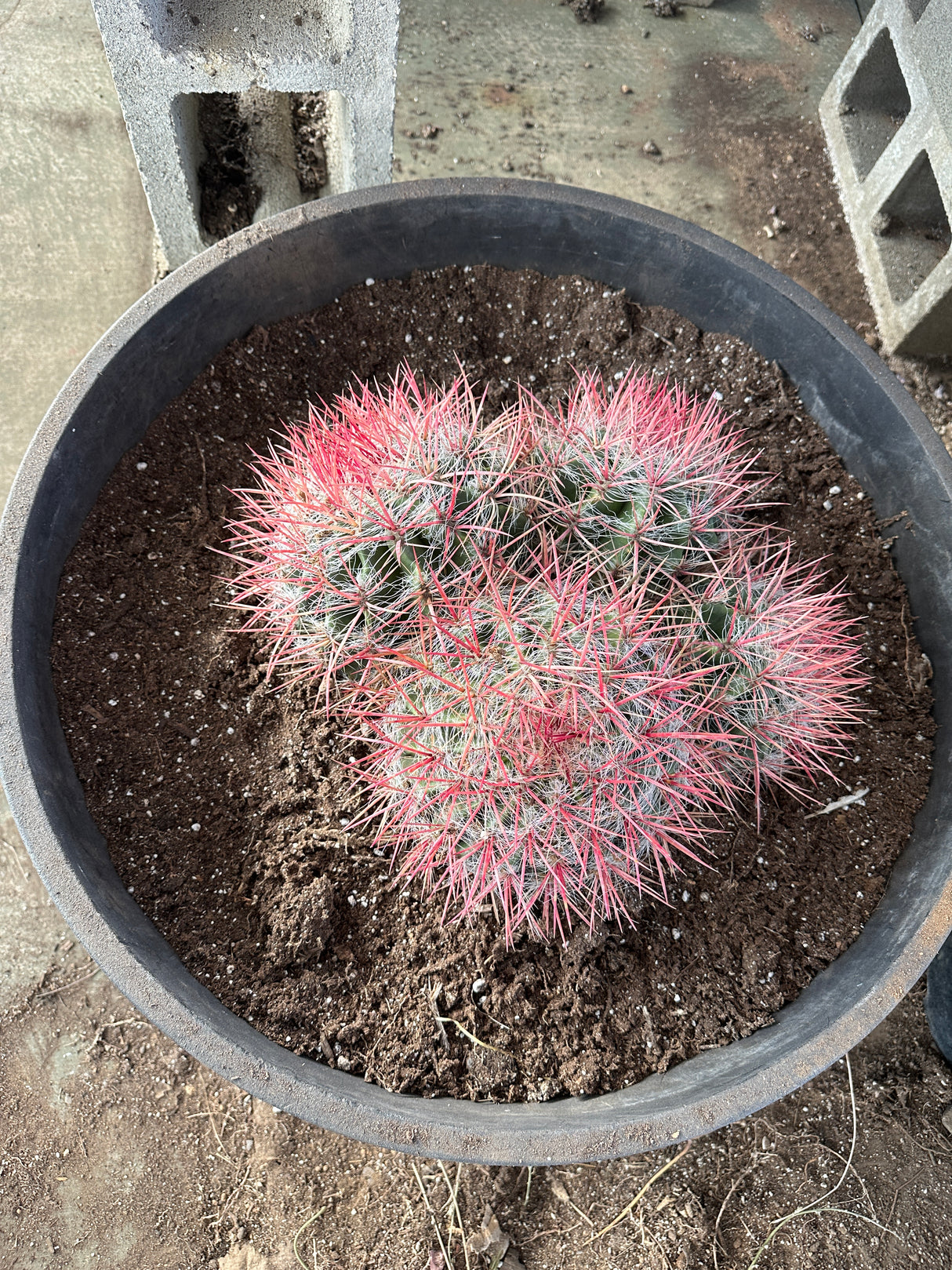 Red Barrel Cactus- Ferocactus sp. Cluster