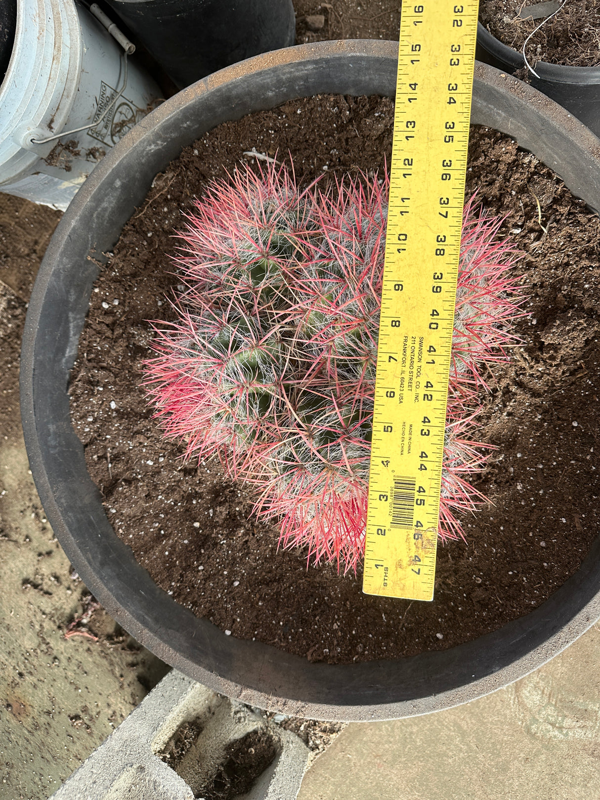 Red Barrel Cactus- Ferocactus sp. Cluster