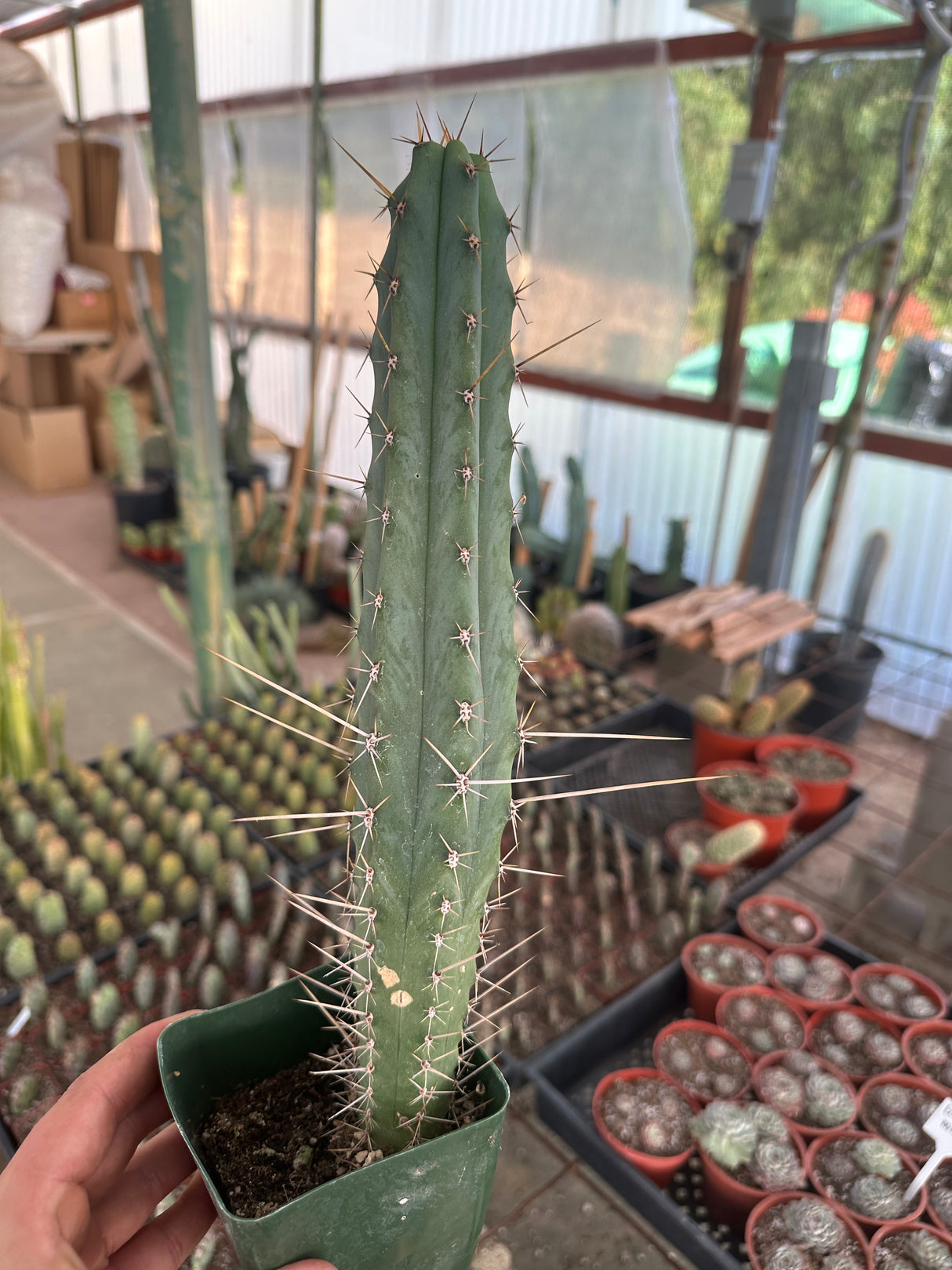 Echinopsis lageniformis- Bolivian Torch