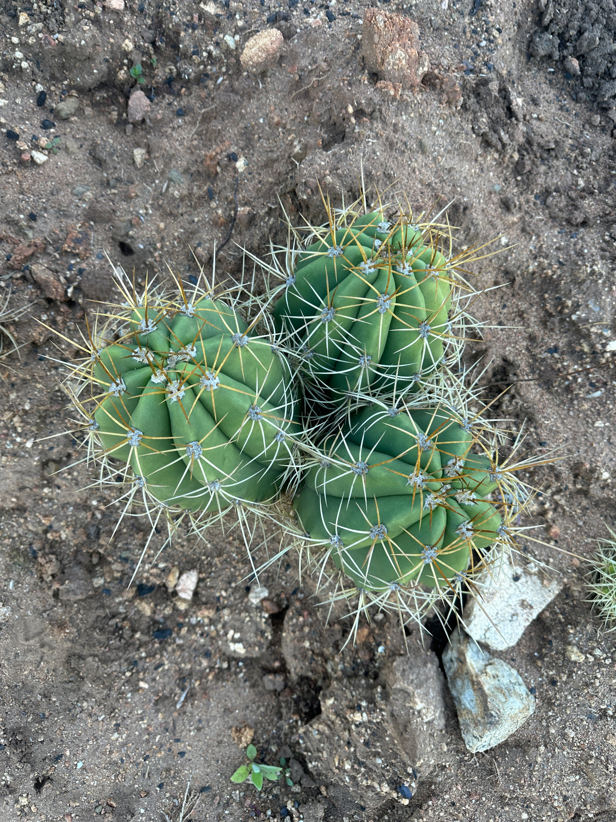 Argentine Saguaro-Echinopsis terscheckii or Trichocereus terscheckii