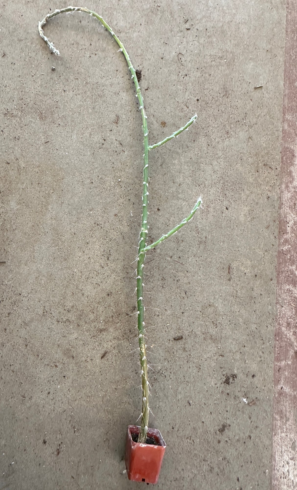 Pereskiopsis spathulata- Alfilerillo