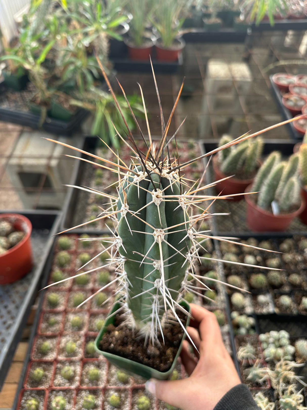 Stetsonia Coryne-Toothpick Cactus