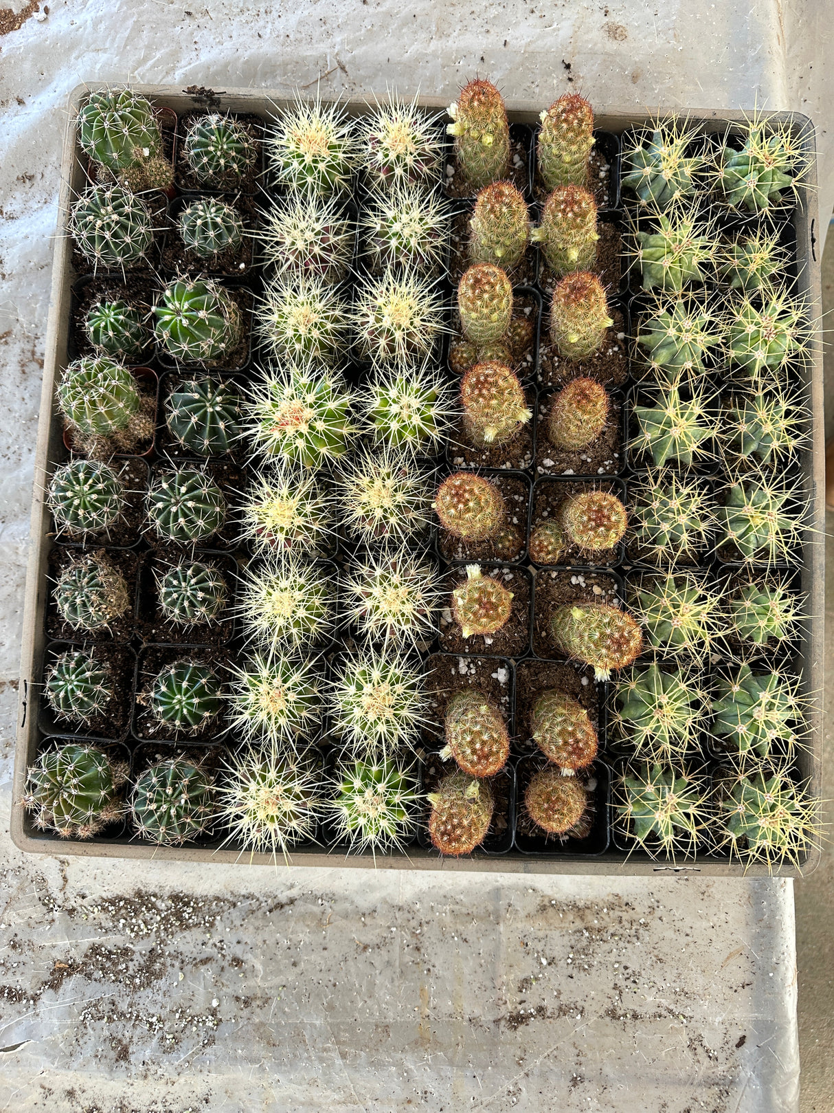 Build-Your-Own 64-Pack 2” Cactus Variety Tray -(Choose Any 4)