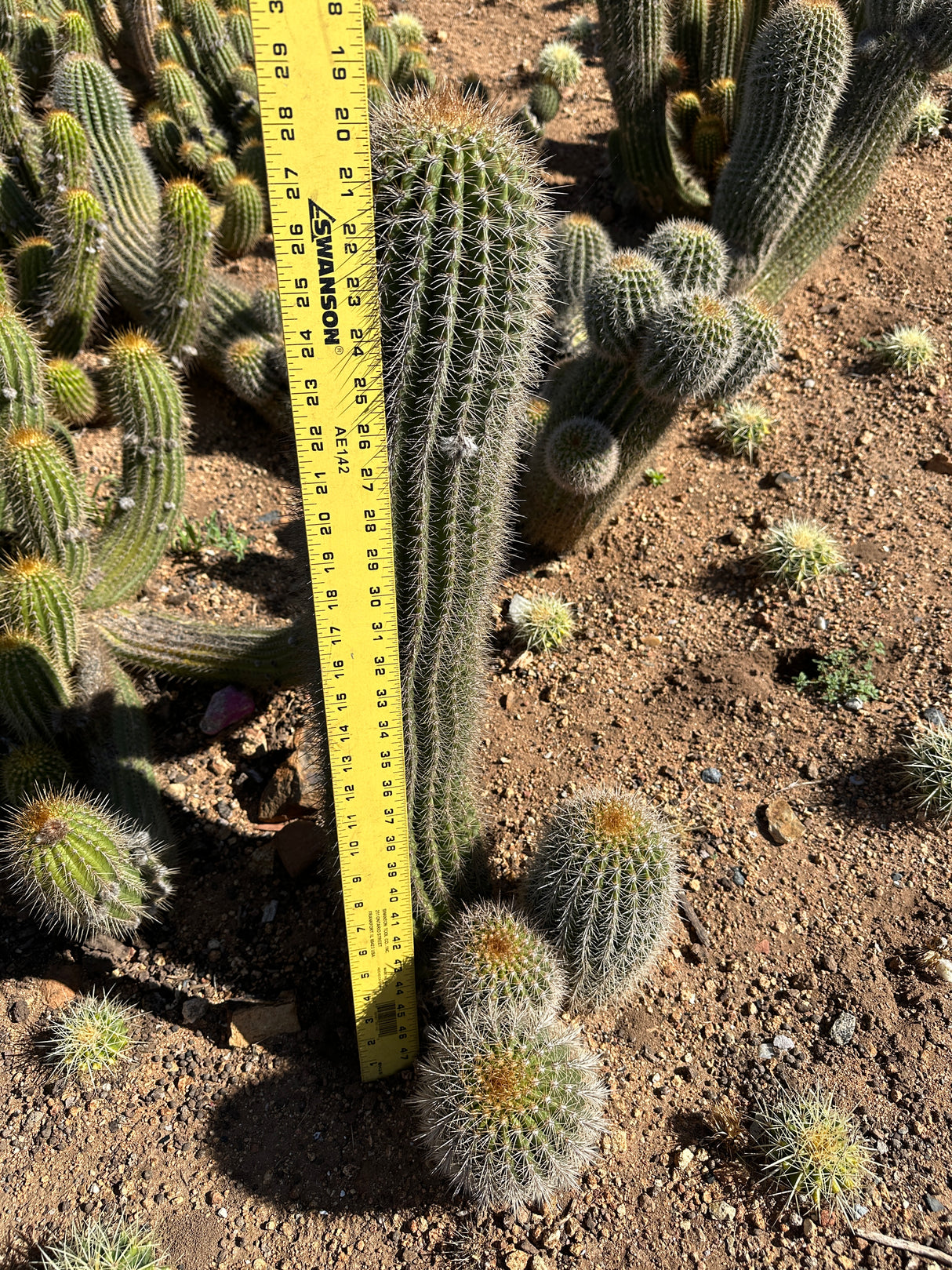 Yellow Trichocereus Hybrid - Echinopsis hybrid