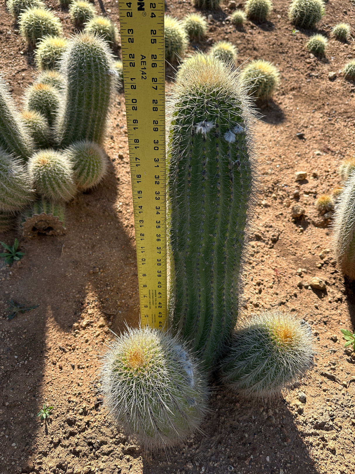 Yellow Trichocereus Hybrid-Echinopsis hybrid