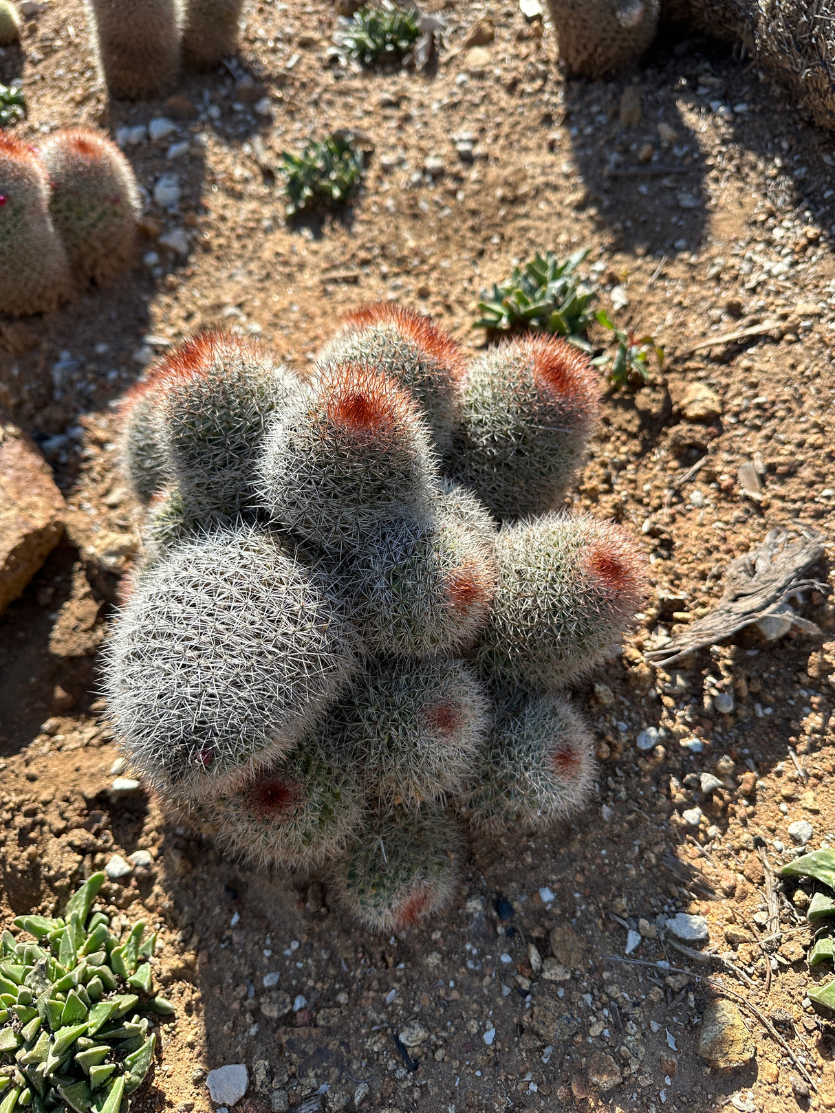 Mammiliaria Spinosissima Cluster- Redheaded Irishman