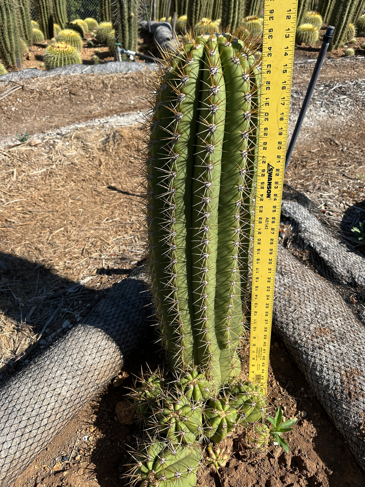 Argentine Saguaro-Echinopsis terscheckii or Trichocereus terscheckii