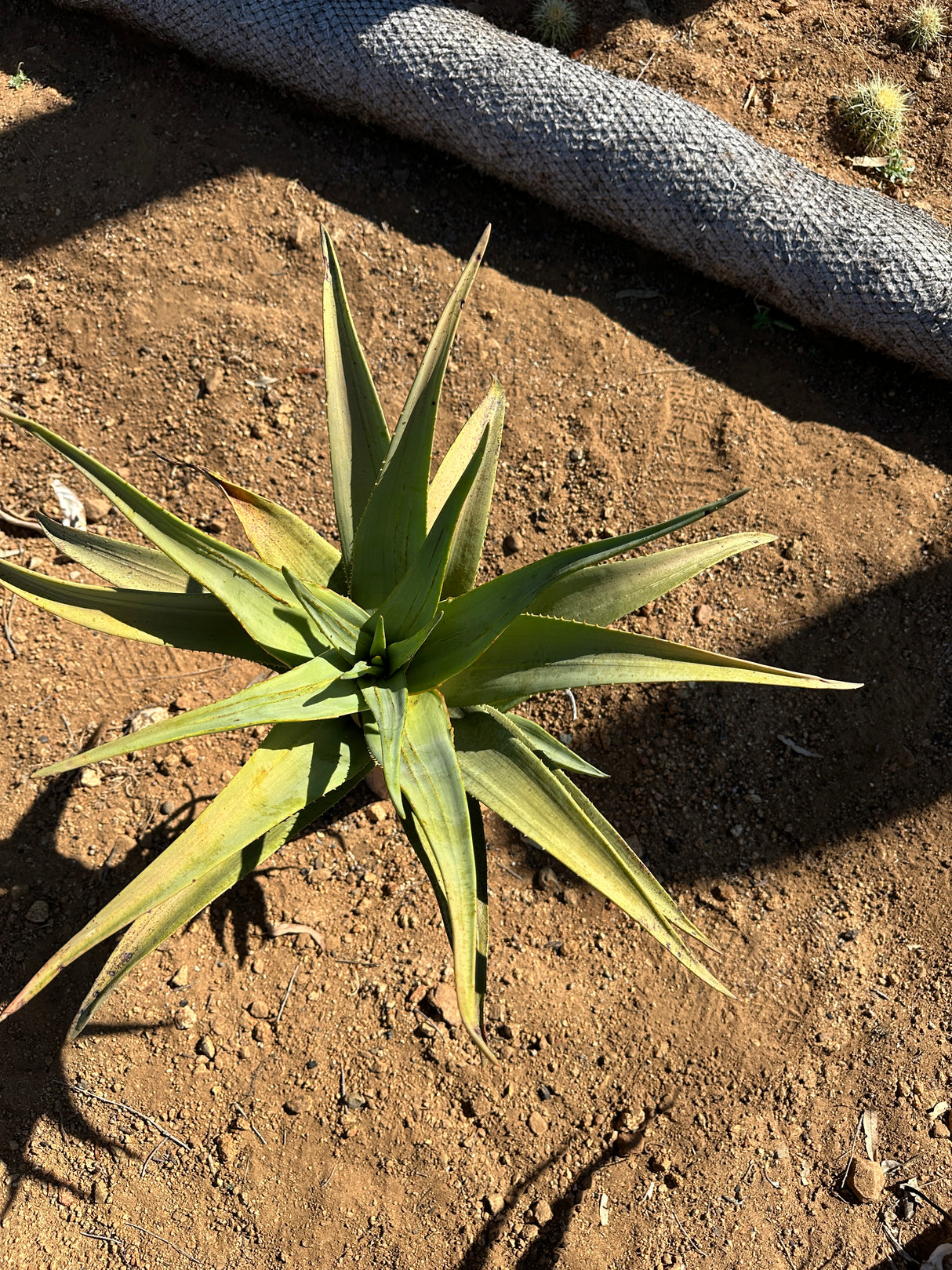 Aloe Hercules- Hercules Aloe