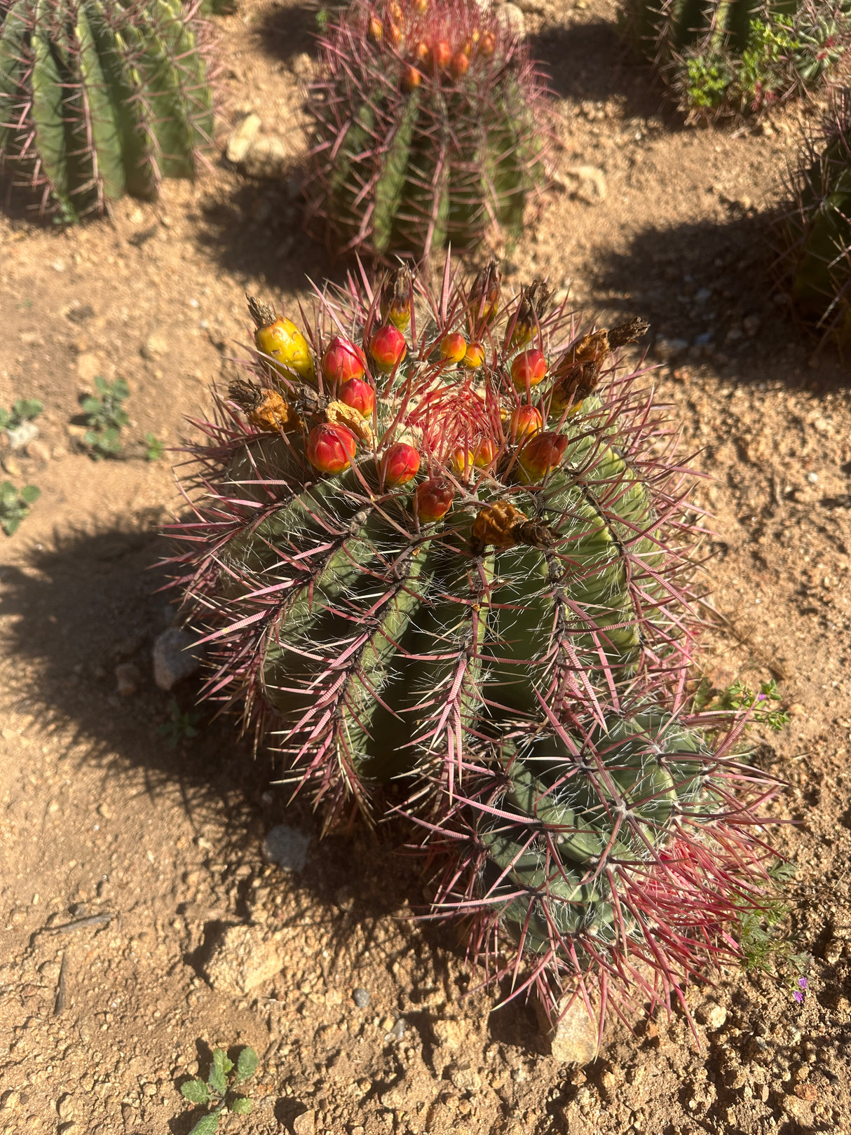Mexican Lime Cluster - Ferocactus pilosus