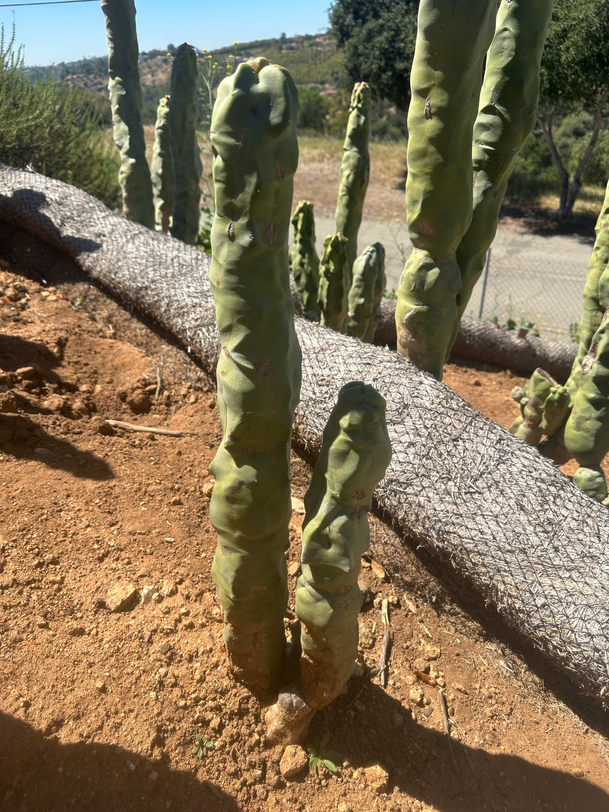 Totem Pole Cactus (Skinny Form) Branched - Lophocereus Schottii Mieckleyanus