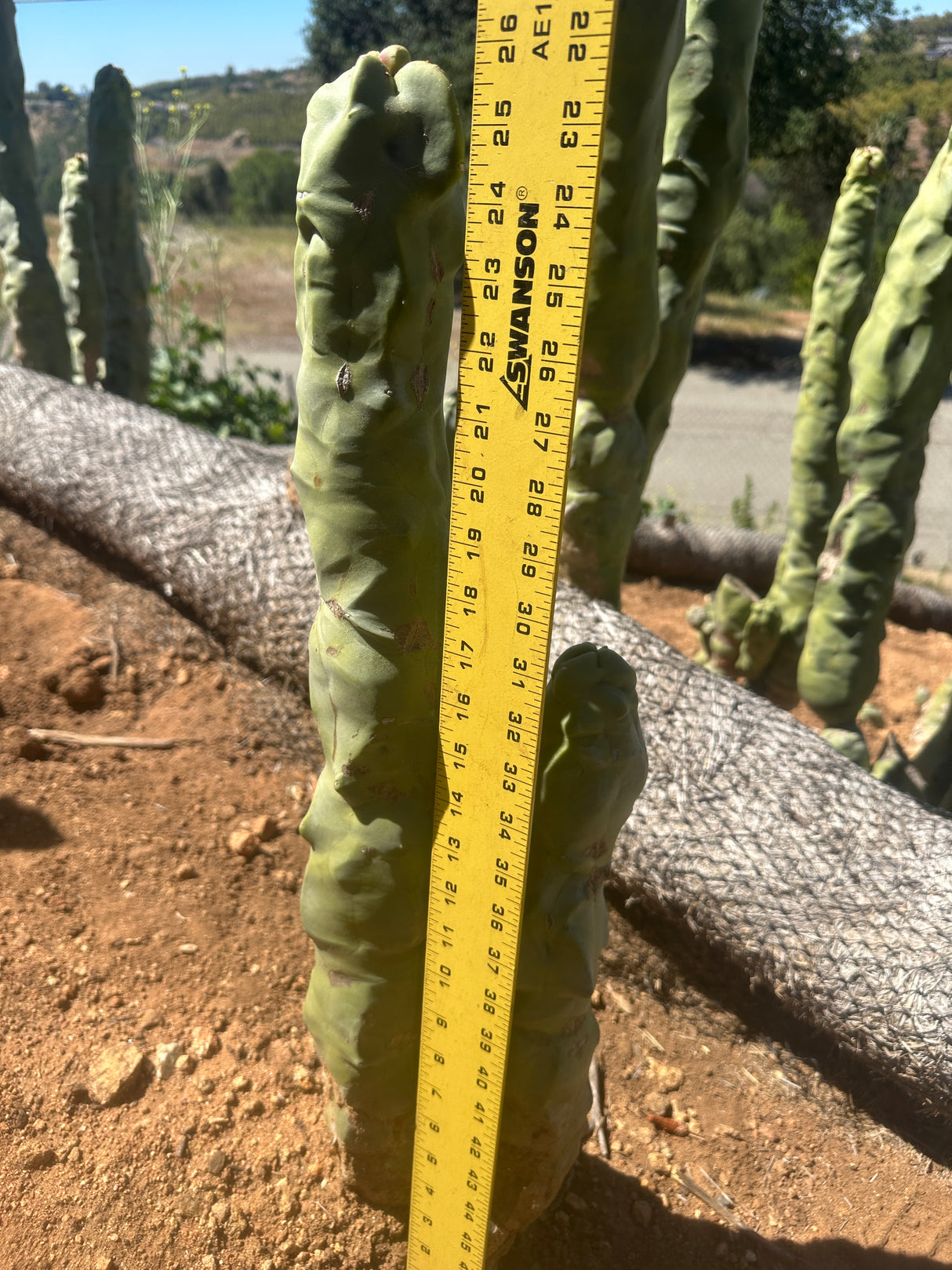 Totem Pole Cactus (Skinny Form) Branched - Lophocereus Schottii Mieckleyanus