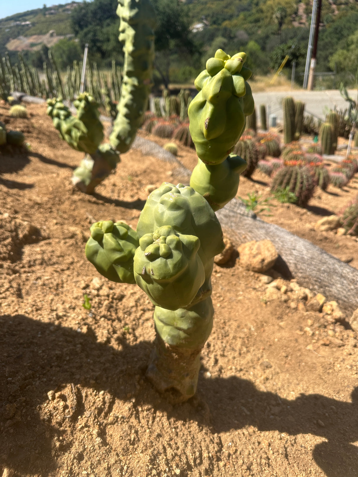 Lophocereus shottii Obesa-Totem Pole Cactus 4 piece