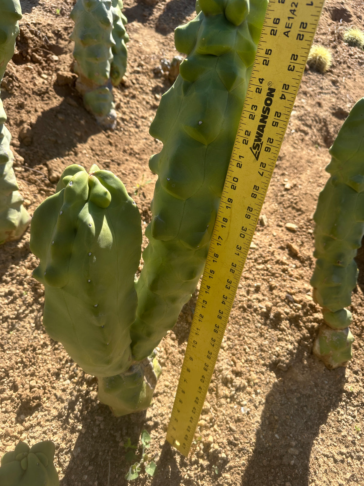 Lophocereus shottii Obesa, Totem Pole Cactus (2-piece)