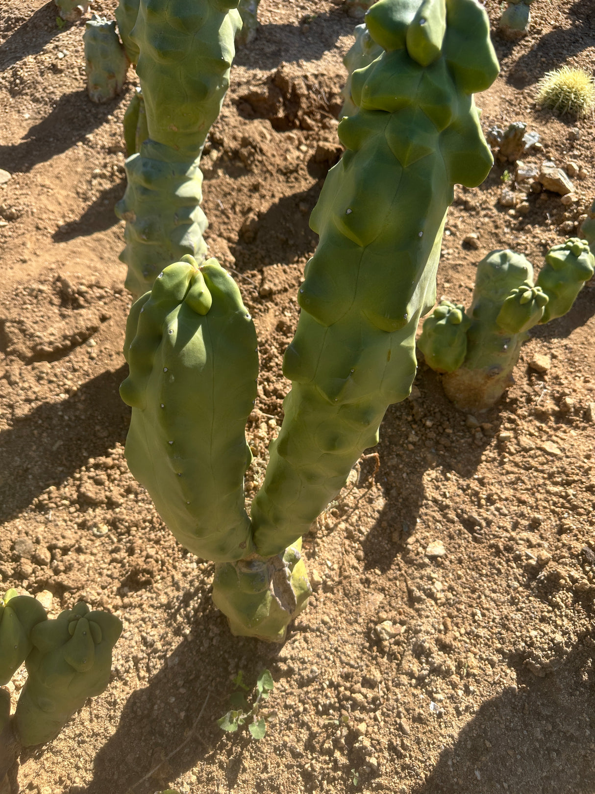 Lophocereus shottii Obesa, Totem Pole Cactus (2-piece)