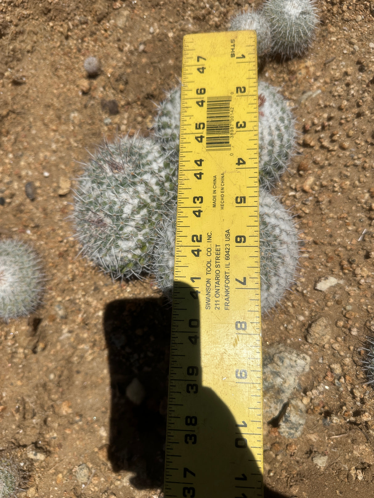 Owl's Eye Cactus Cluster - Mammillaria parkinsonii