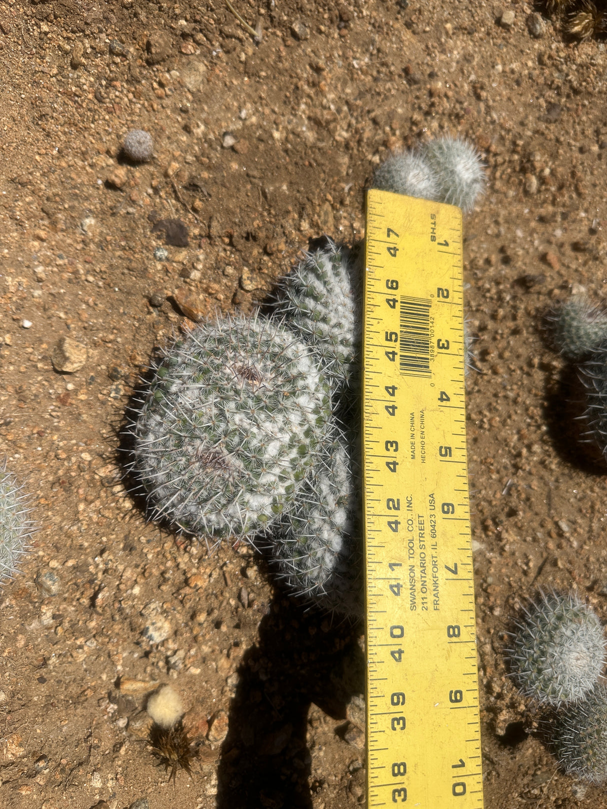 Owl's Eye Cactus Cluster - Mammillaria parkinsonii