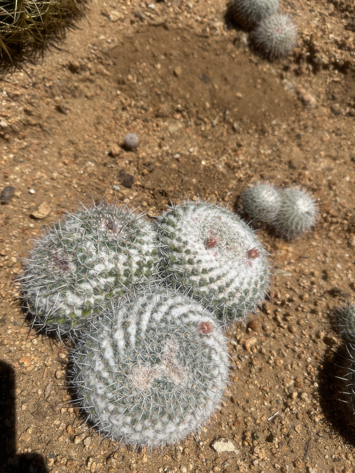 Owl's Eye Cactus Cluster - Mammillaria parkinsonii