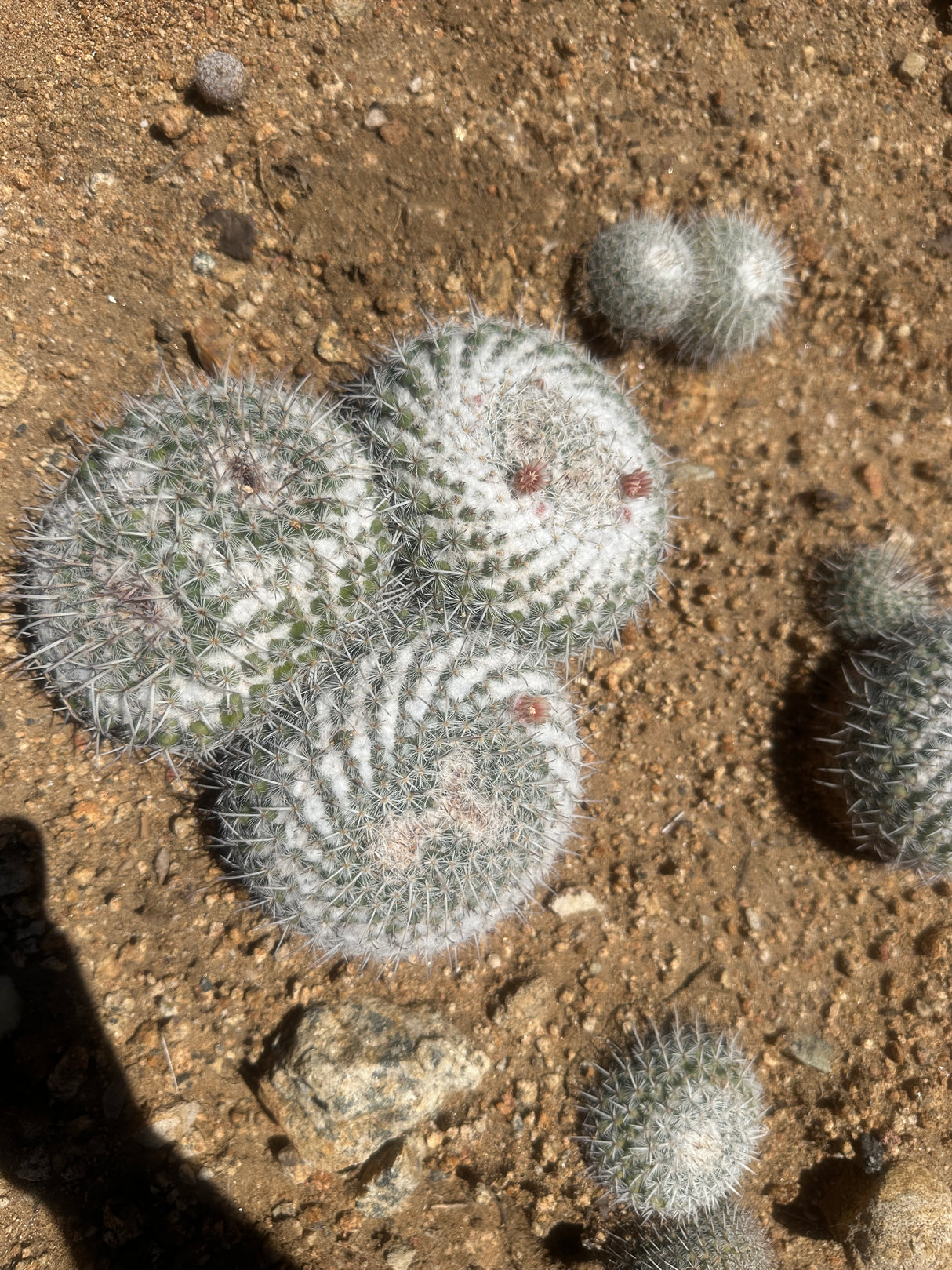 Owl's Eye Cactus Cluster - Mammillaria parkinsonii