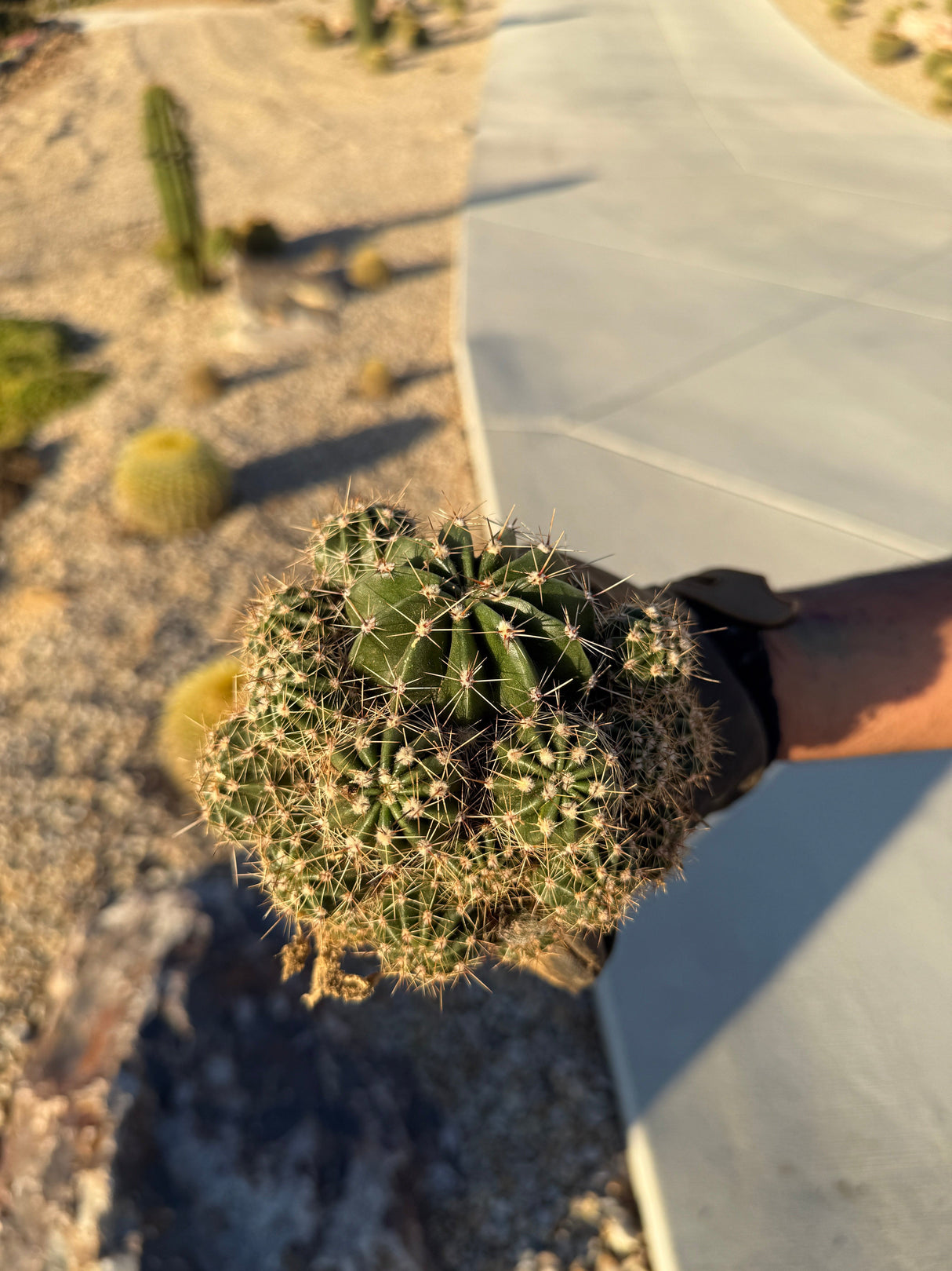 Easter Lily Cactus - Echinopsis Oxygona