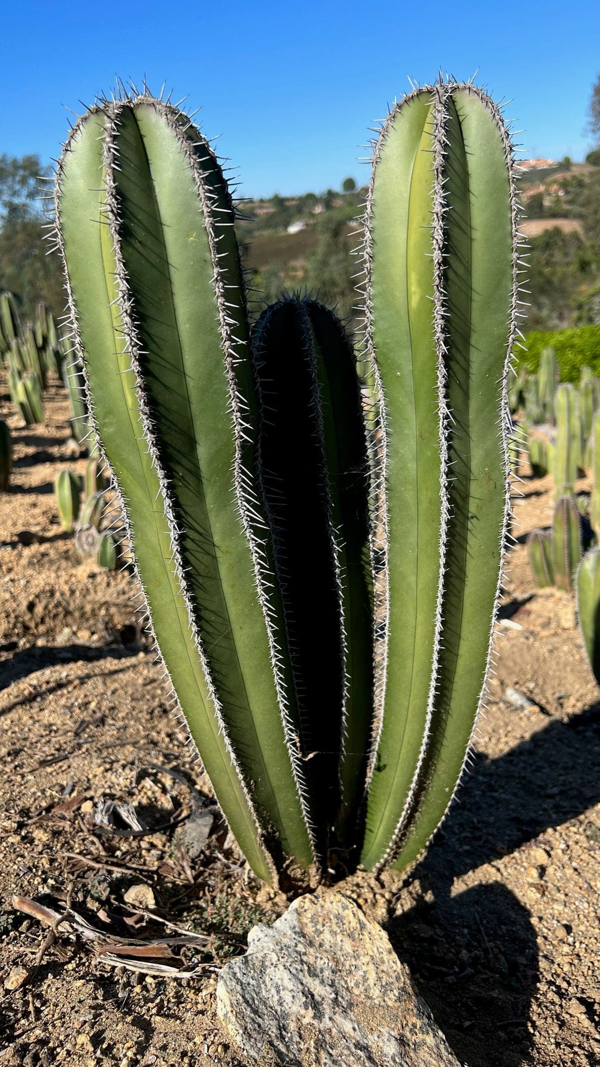 Mexican Fence Post Cactus (Pachycereus marginatus) | Cactus Warehouse | Exotic Cacti Collection & Quality Desert Plants