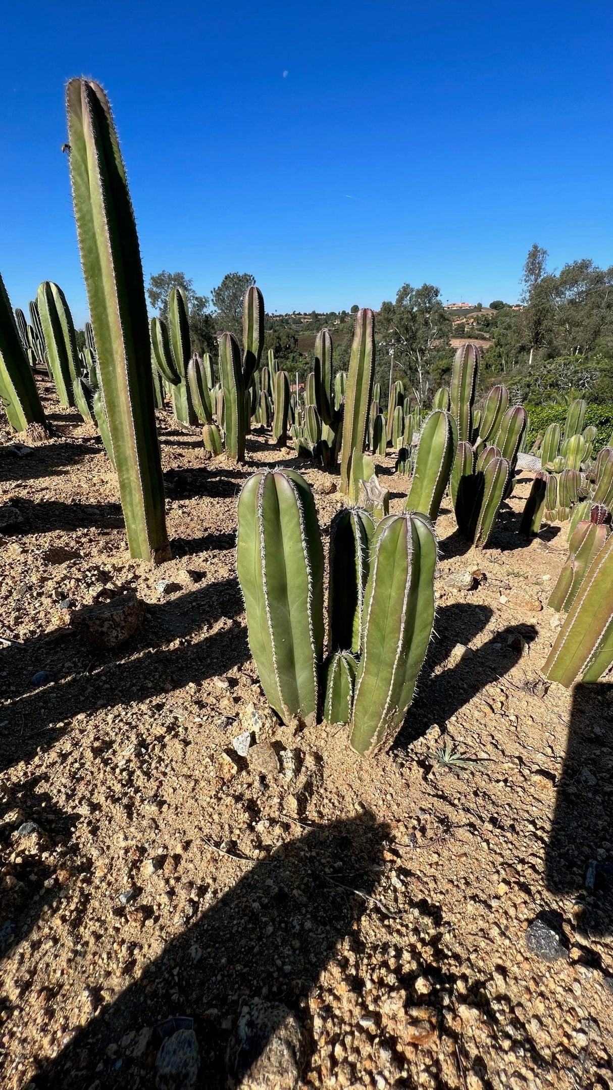 Mexican Fence Post Cactus (Pachycereus marginatus) | Cactus Warehouse | Exotic Cacti Collection & Quality Desert Plants