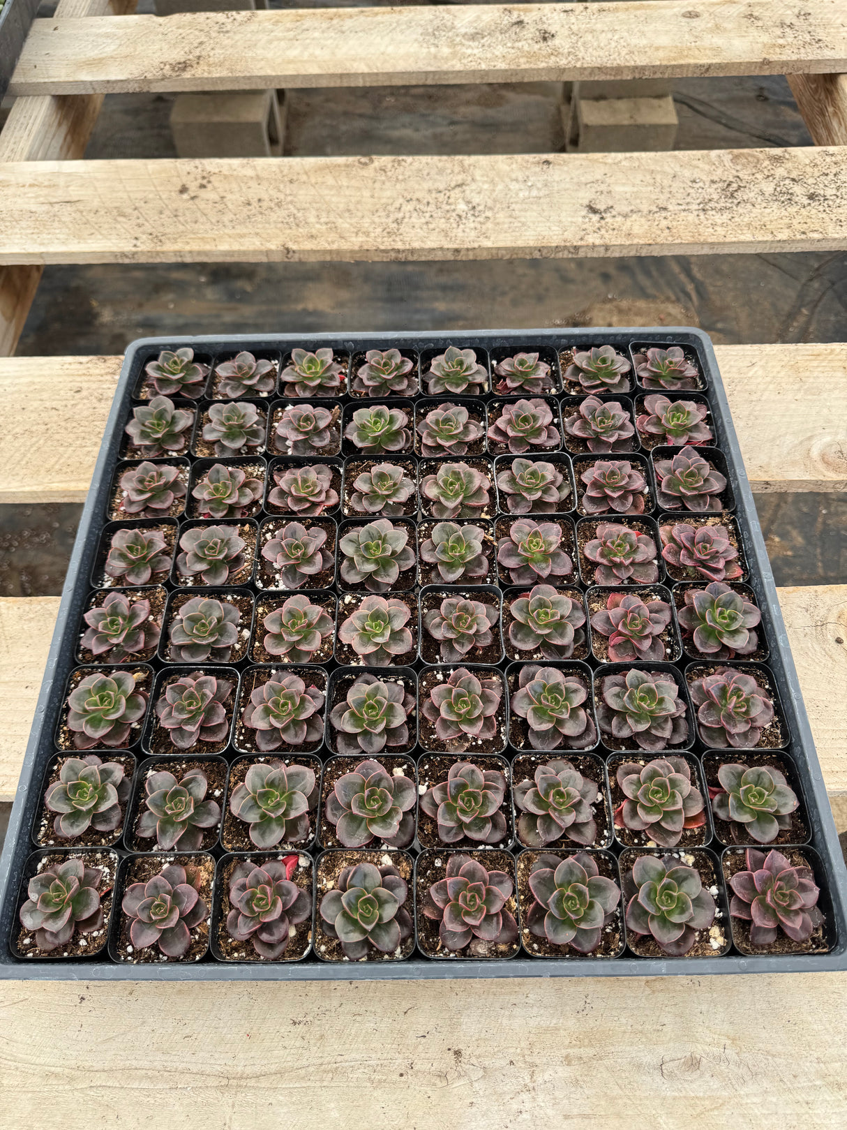 64-Pack 2” Echeveria ‘Melaco’ - Echeveria hybrid