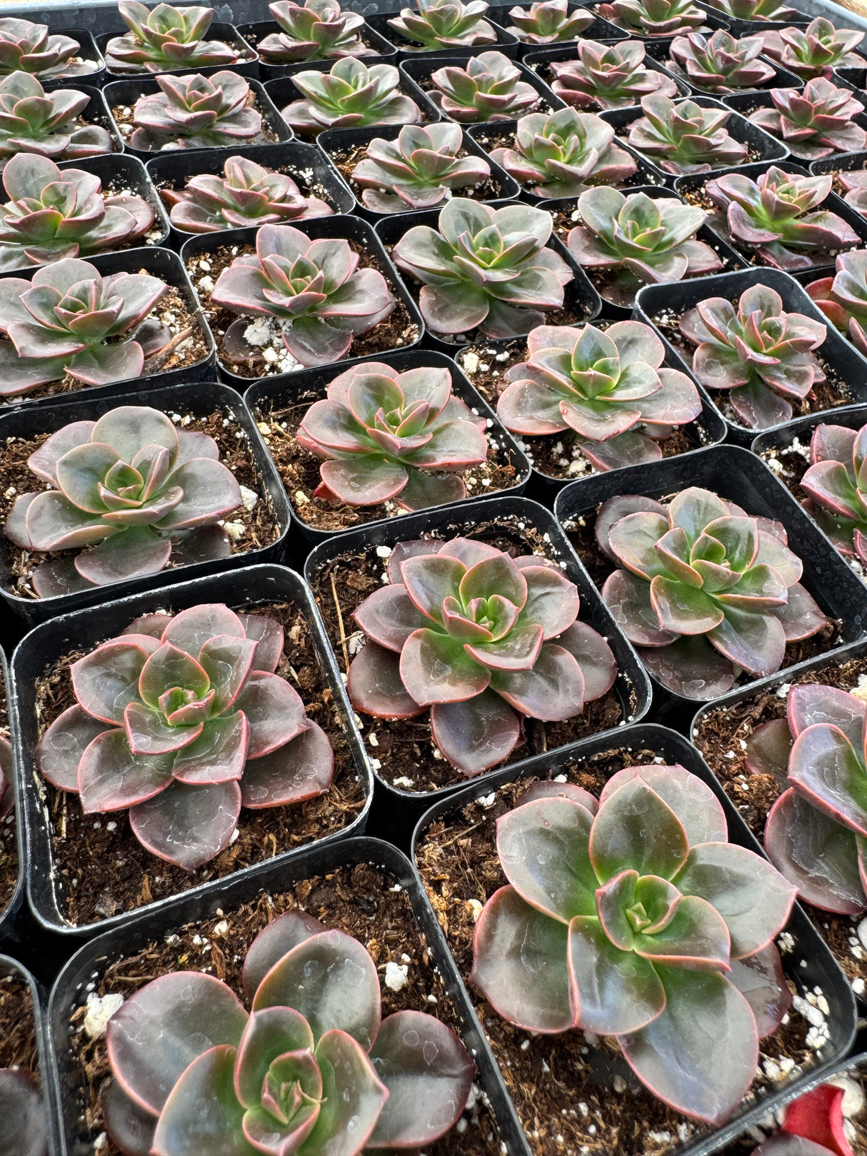 64-Pack 2” Echeveria ‘Melaco’ - Echeveria hybrid