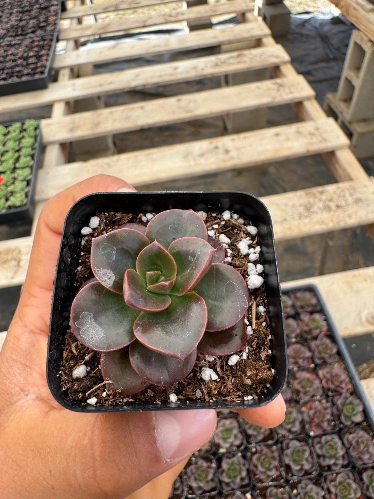 64-Pack 2” Echeveria ‘Melaco’ - Echeveria hybrid