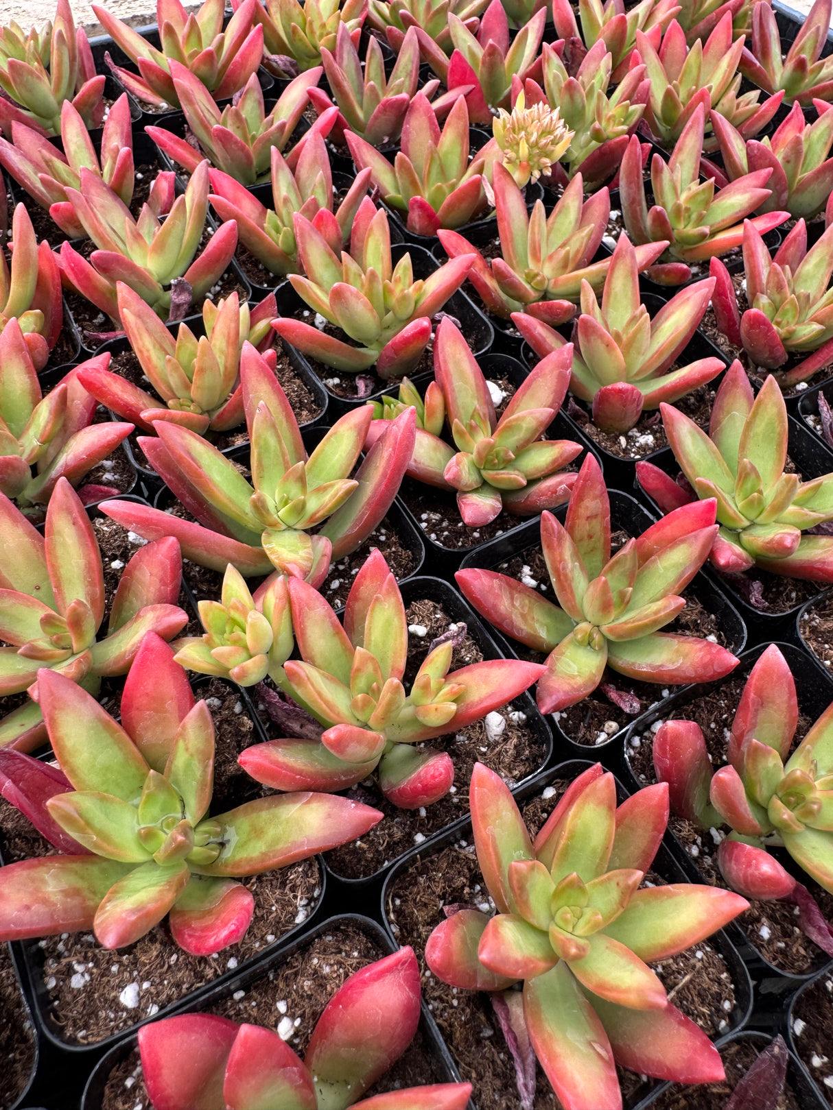 64-Pack 2” Sedum adolphi - ‘Firestorm’