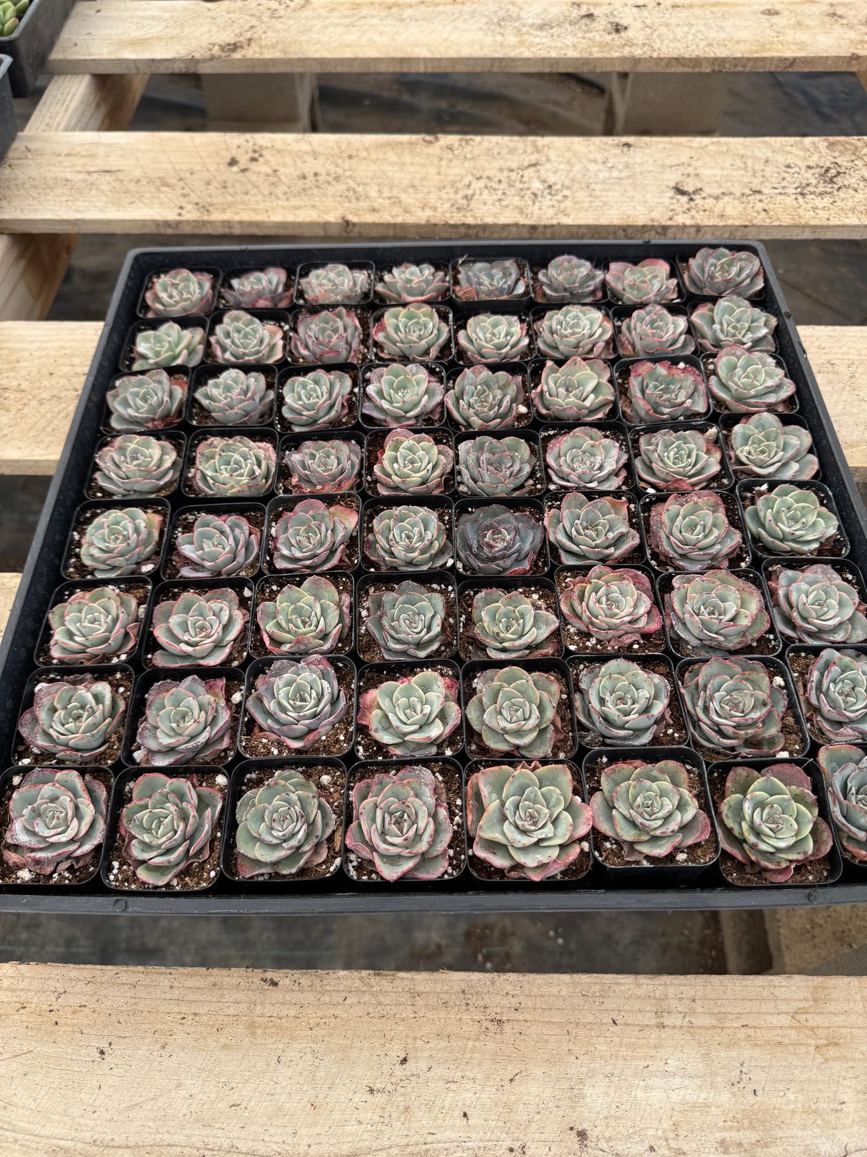 64-Pack 2” Echeveria ‘Atlantis’ - Echeveria hybrid