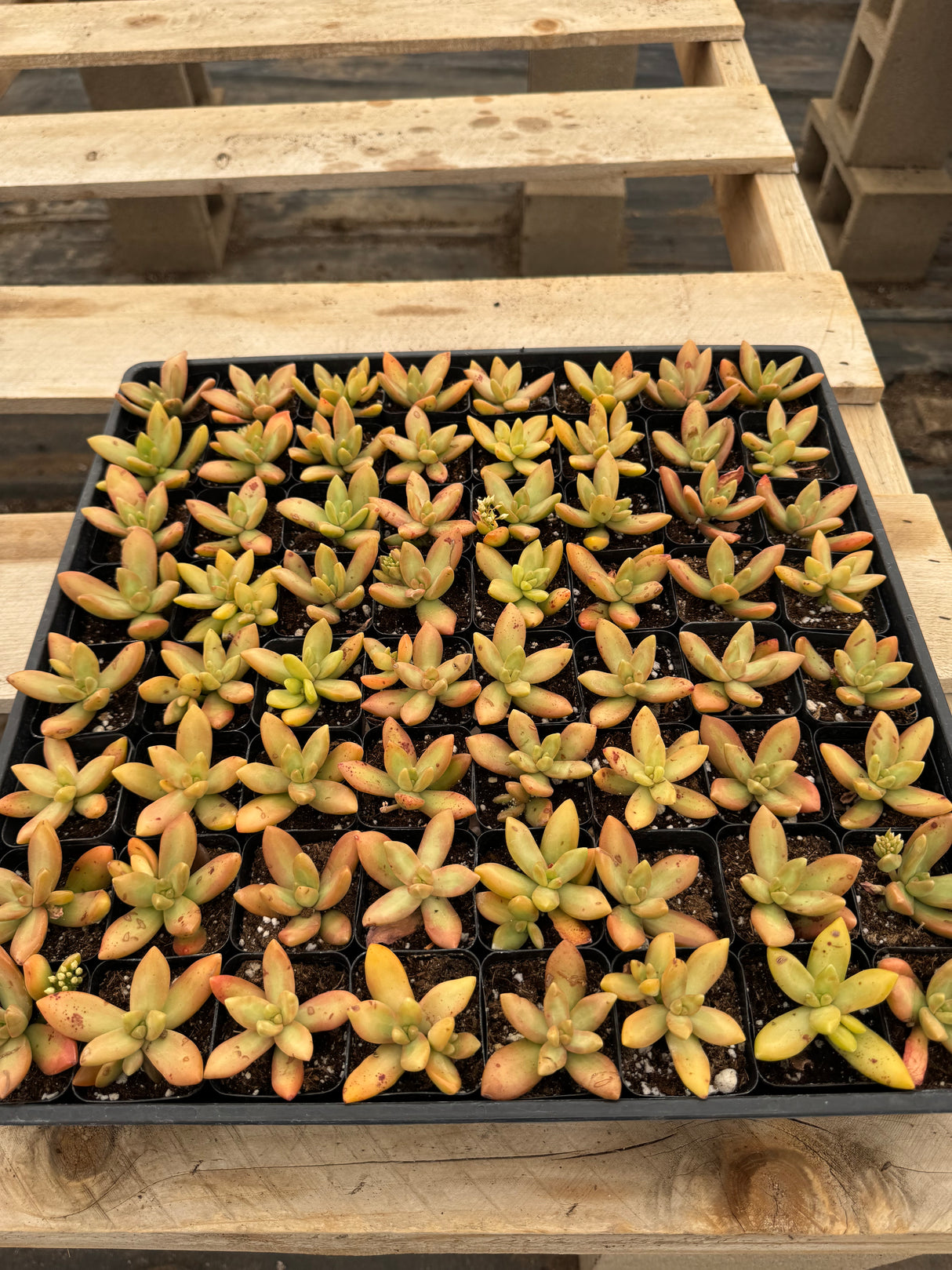 64-Pack 2” Coppertone Stonecrop - Sedum nussbaumerianum