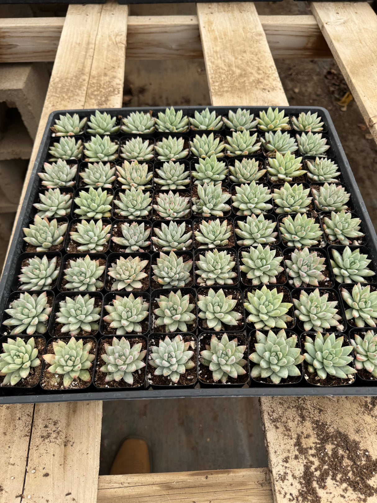 64-Pack 2” Sedeveria - ‘Blue Burrito’