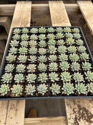 Sedeveria 'Blue Burrito'