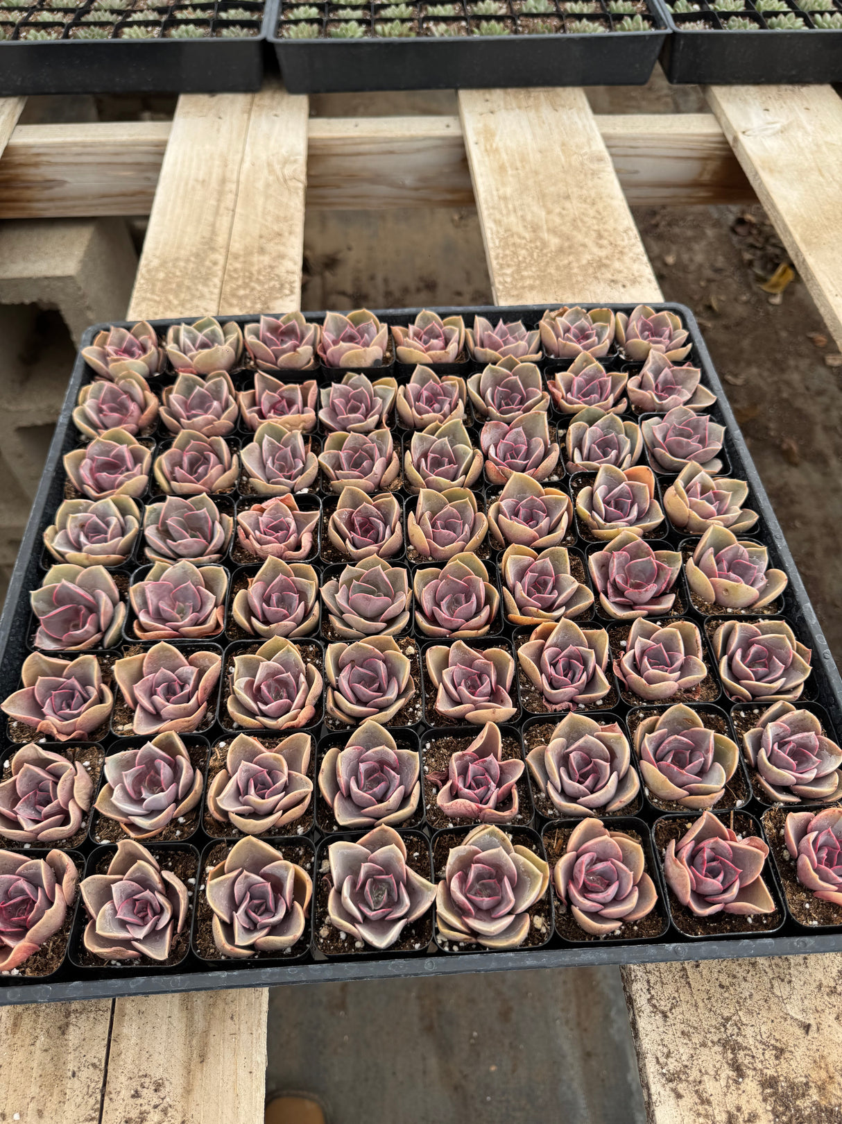 64-Pack 2” Echeveria ‘Red Sky’ - Echeveria hybrid