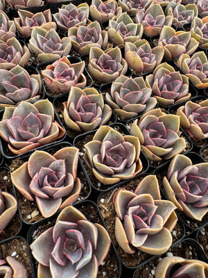 Echeveria 'Red Sky'