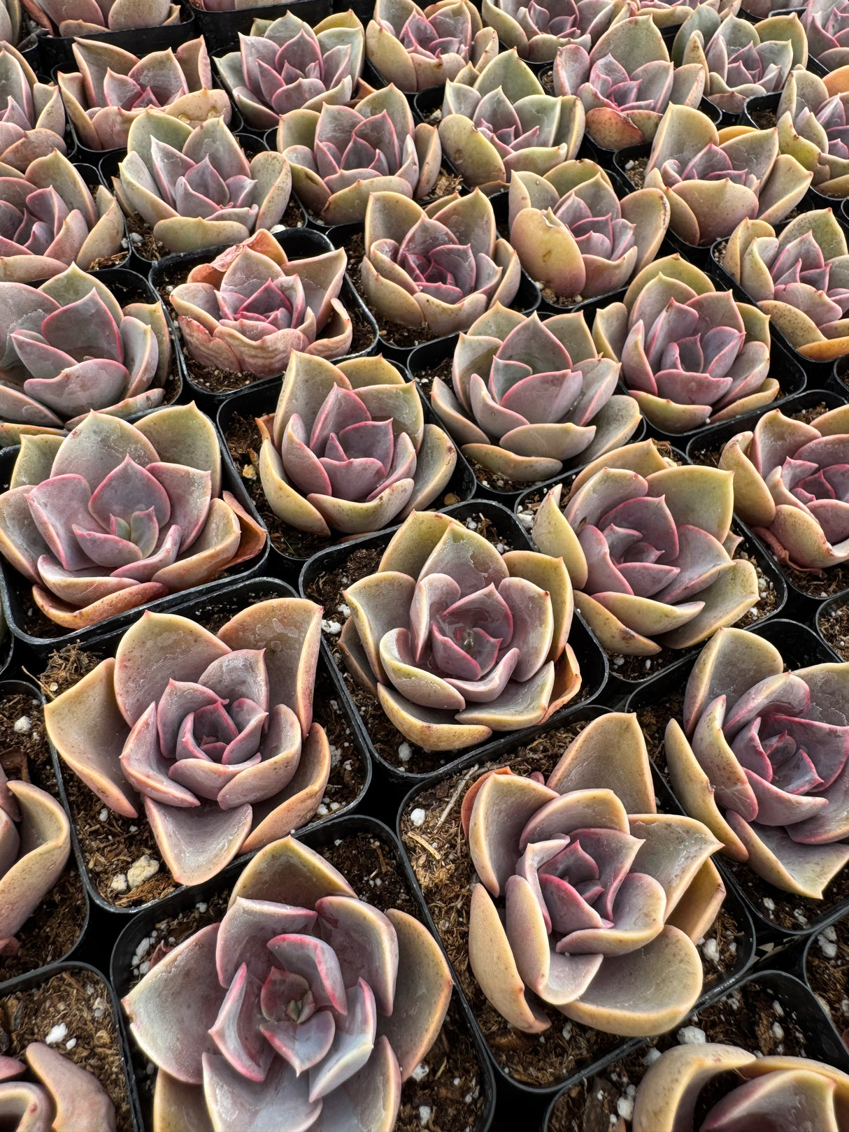 64-Pack 2” Echeveria ‘Red Sky’ - Echeveria hybrid