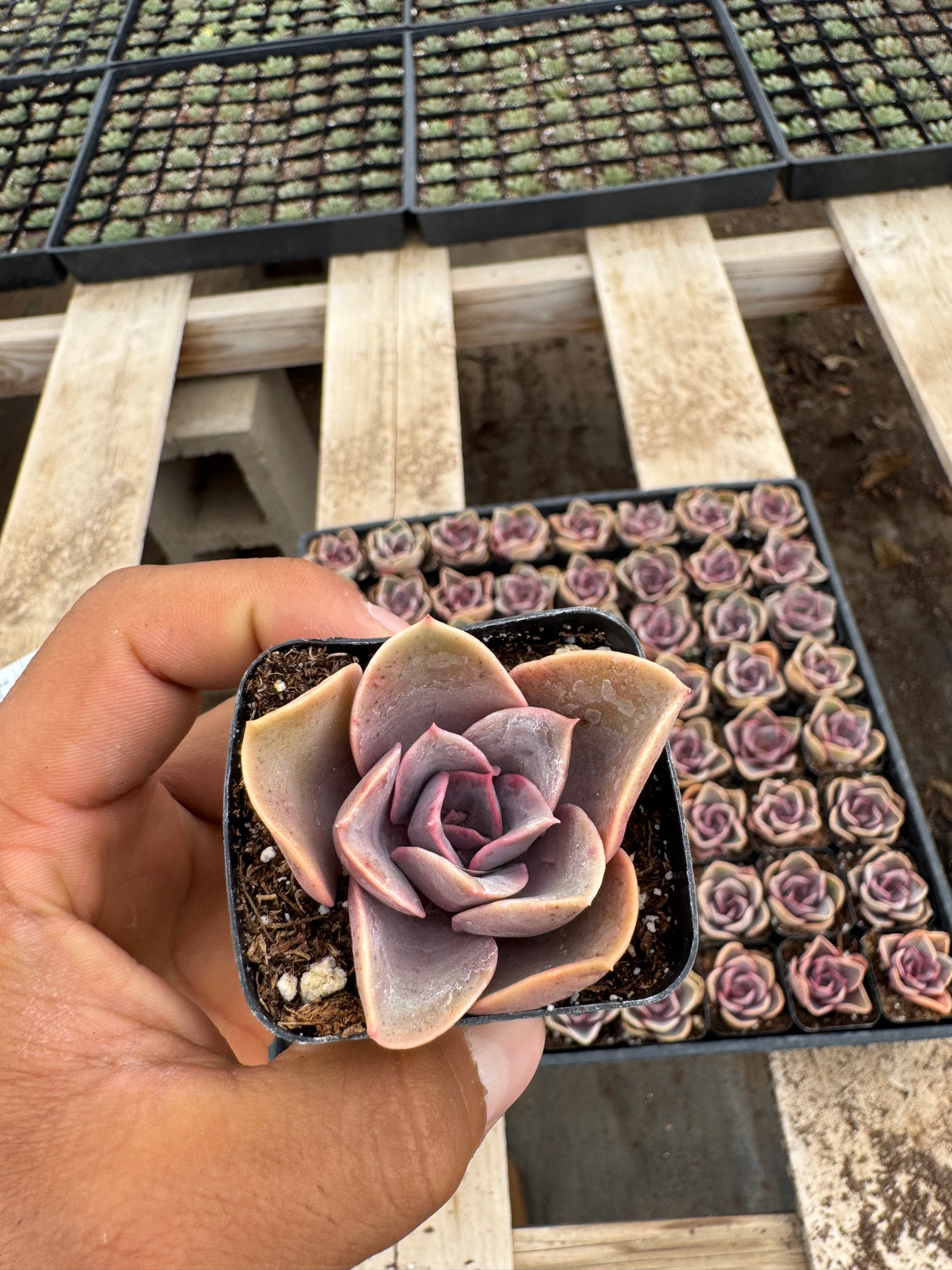 64-Pack 2” Echeveria ‘Red Sky’ - Echeveria hybrid