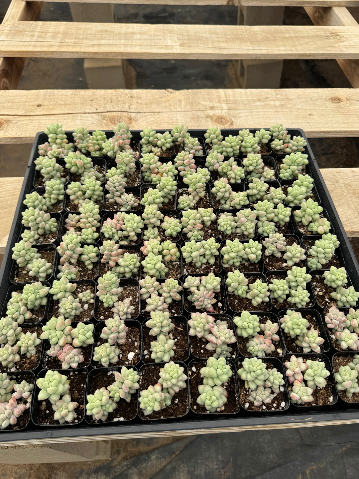 64-Pack 2” Sedum Burrito Moran - Donkey Tail Succulent