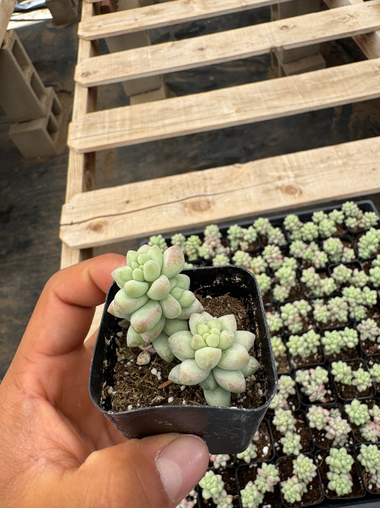 64-Pack 2” Sedum Burrito Moran - Donkey Tail Succulent