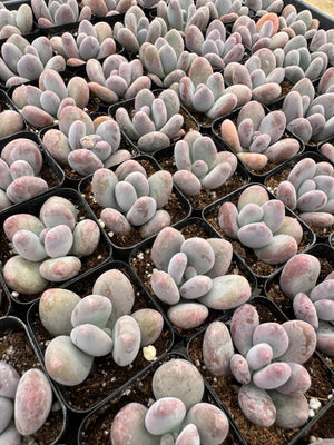 Moonstone Succulent